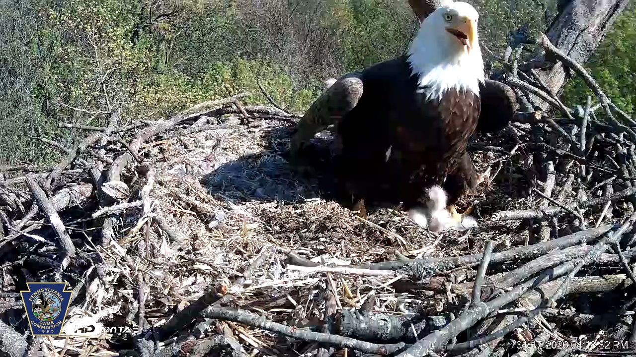 Snapshot of Hanover Eagles Live Cam taken Apr 17, 2026, 4:18pm EDT