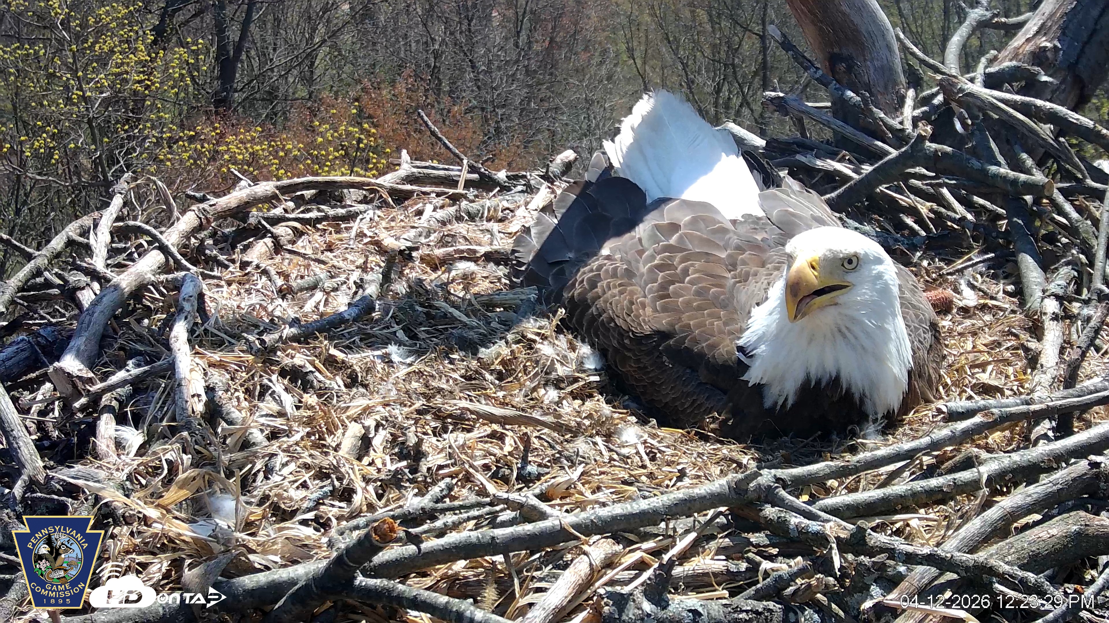 Snapshot of Hanover Eagles Live Cam taken Apr 12, 2026, 12:24pm EDT