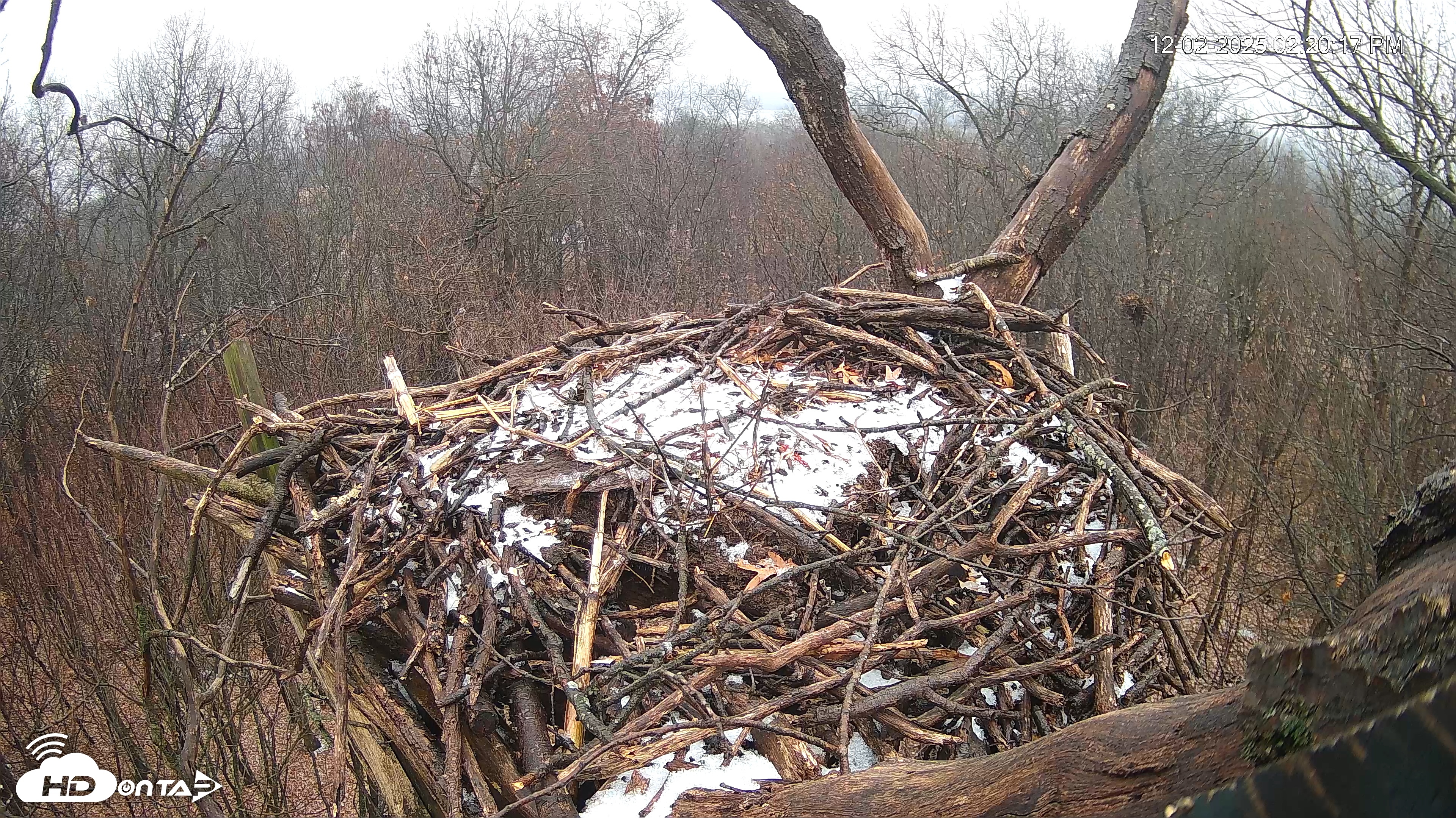 Snapshot of Hanover Eagles Live Cam taken Dec 2, 2025, 2:20pm EST