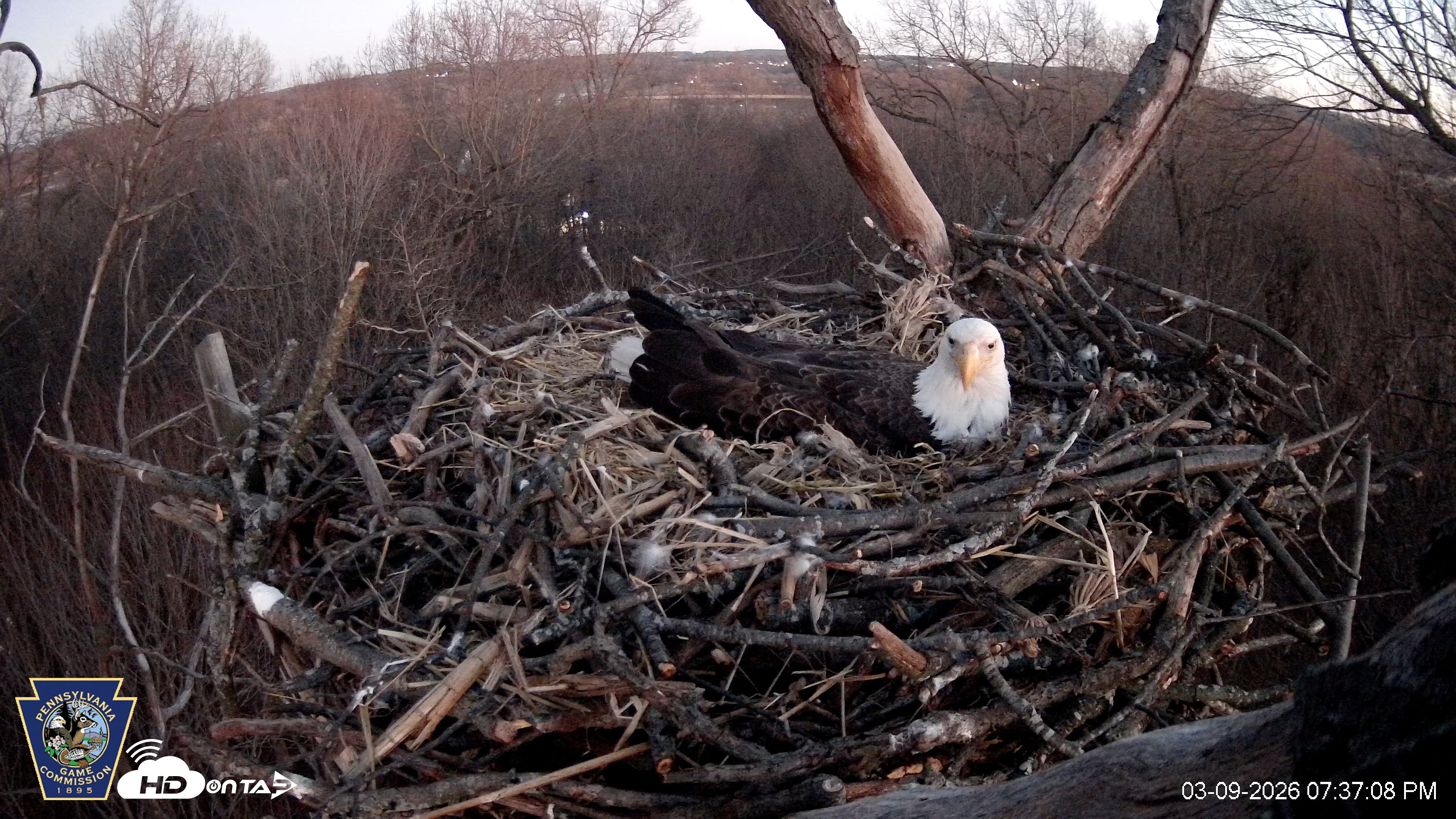 Snapshot of Hanover Eagles Live Cam taken Mar 9, 2026, 7:37pm EDT