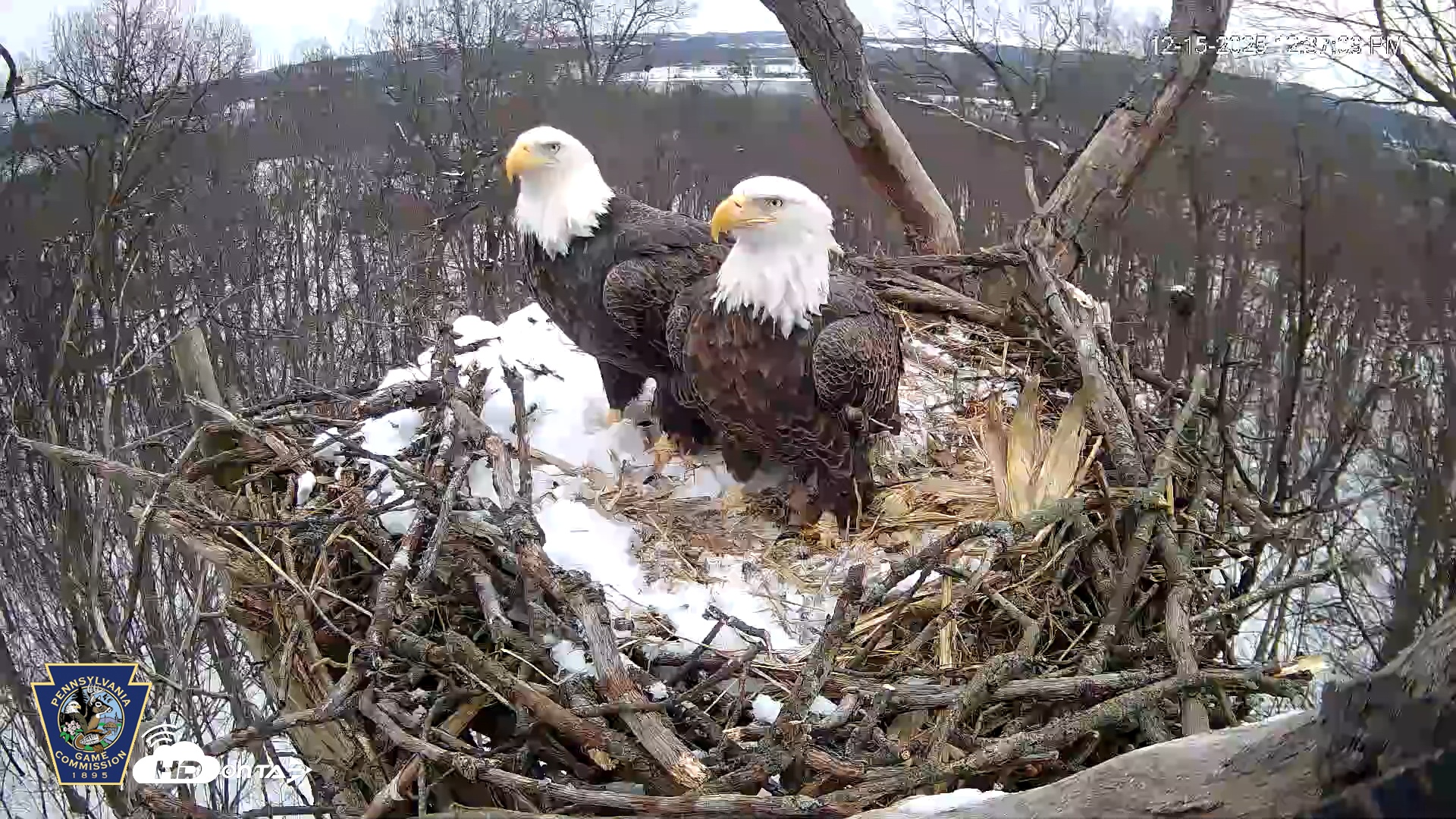 Snapshot of Hanover Eagles Live Cam taken Dec 15, 2025, 12:37pm EST
