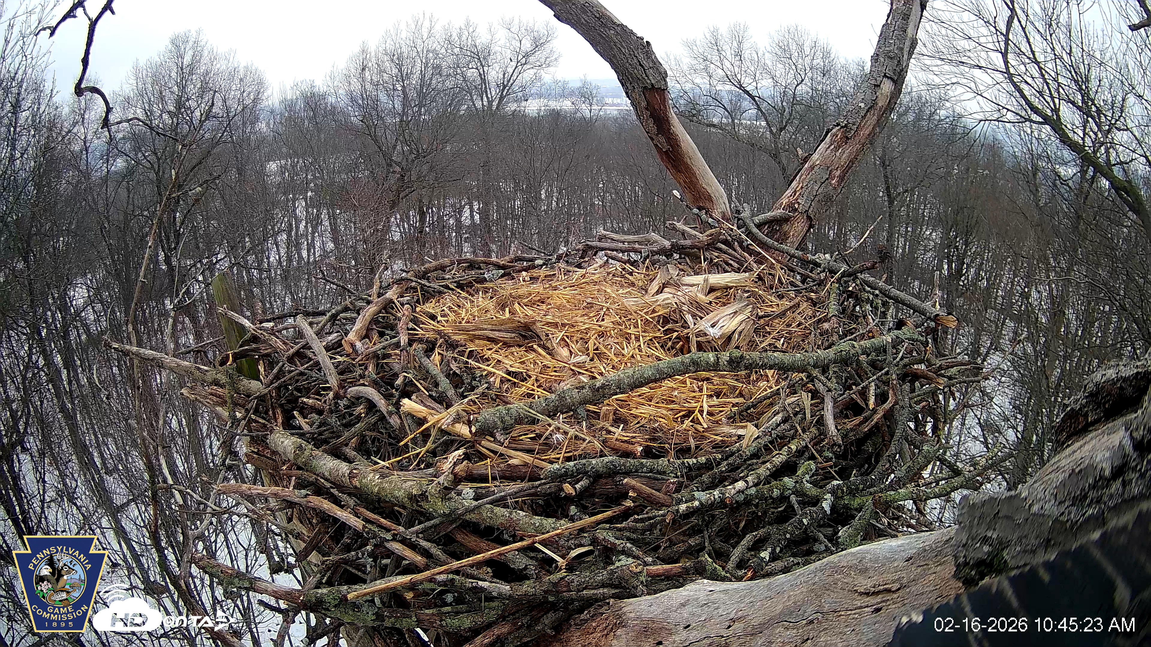 Snapshot of Hanover Eagles Live Cam taken Feb 16, 2026, 10:45am EST