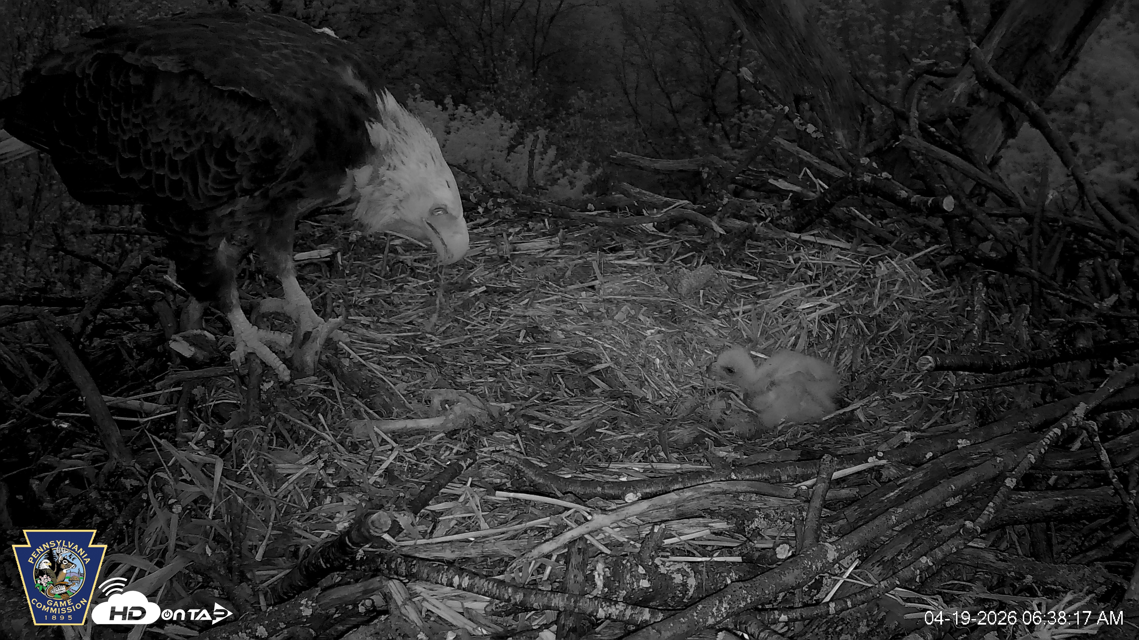 Snapshot of Hanover Eagles Live Cam taken Apr 19, 2026, 6:38am EDT