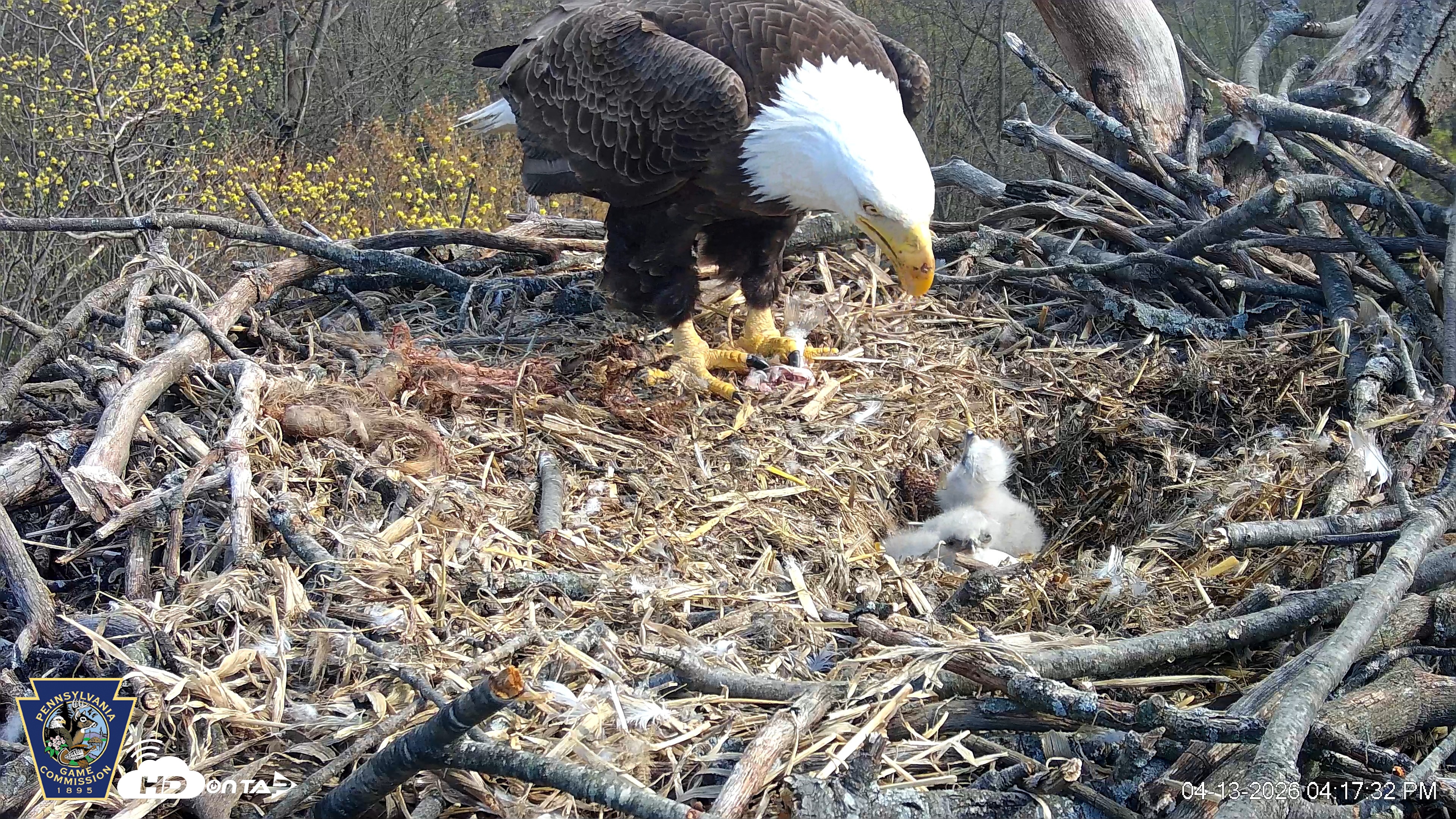 Snapshot of Hanover Eagles Live Cam taken Apr 13, 2026, 4:17pm EDT