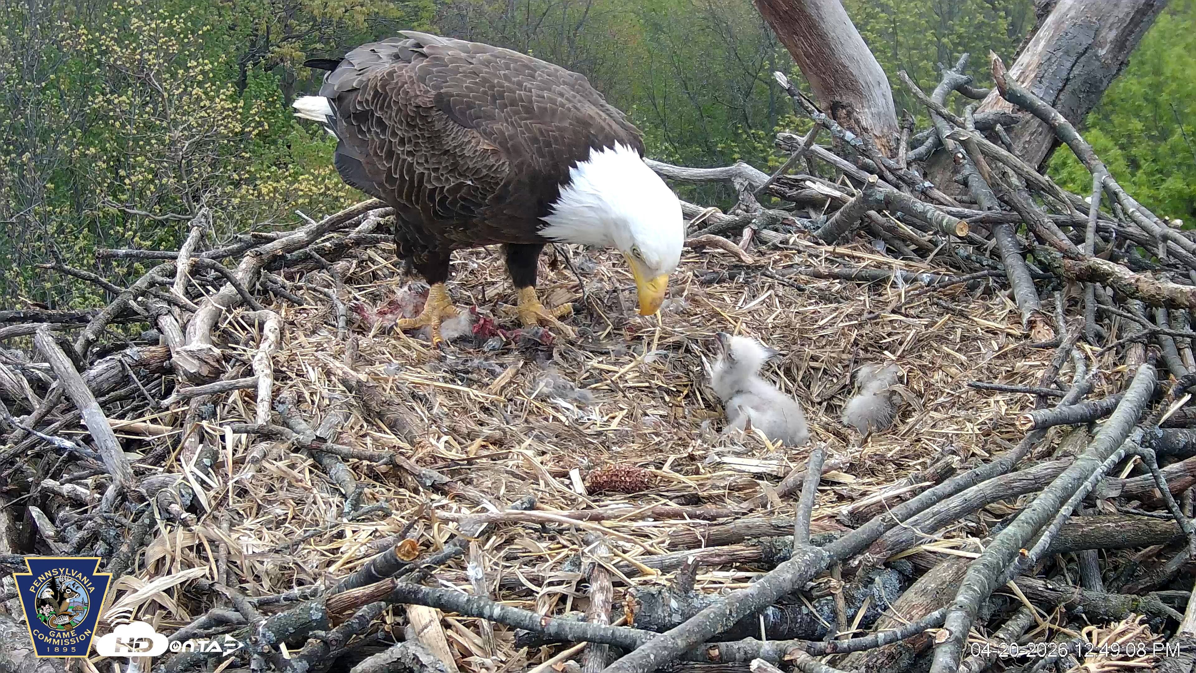 Snapshot of Hanover Eagles Live Cam taken Apr 20, 2026, 12:49pm EDT
