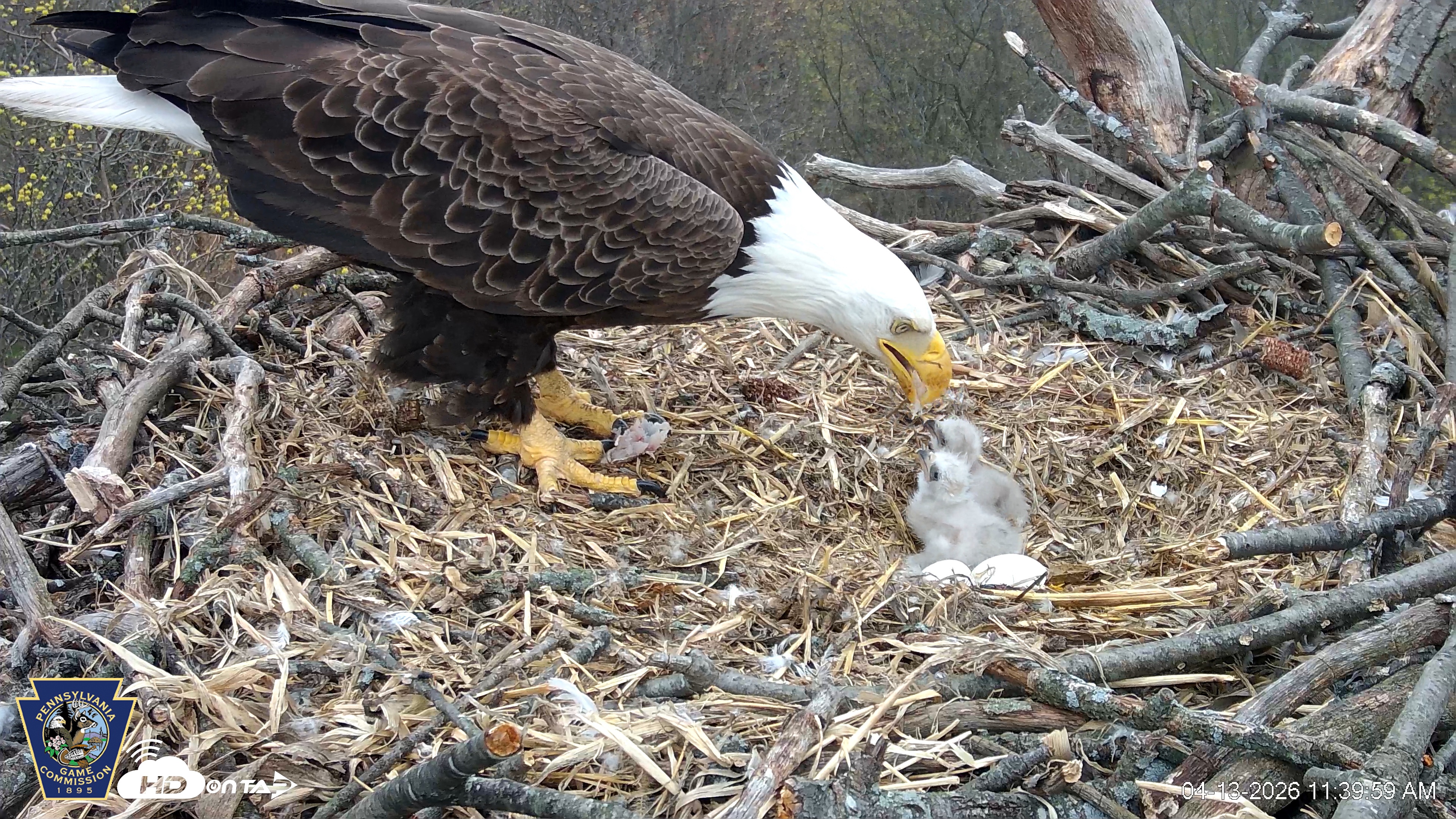 Snapshot of Hanover Eagles Live Cam taken Apr 13, 2026, 11:40am EDT