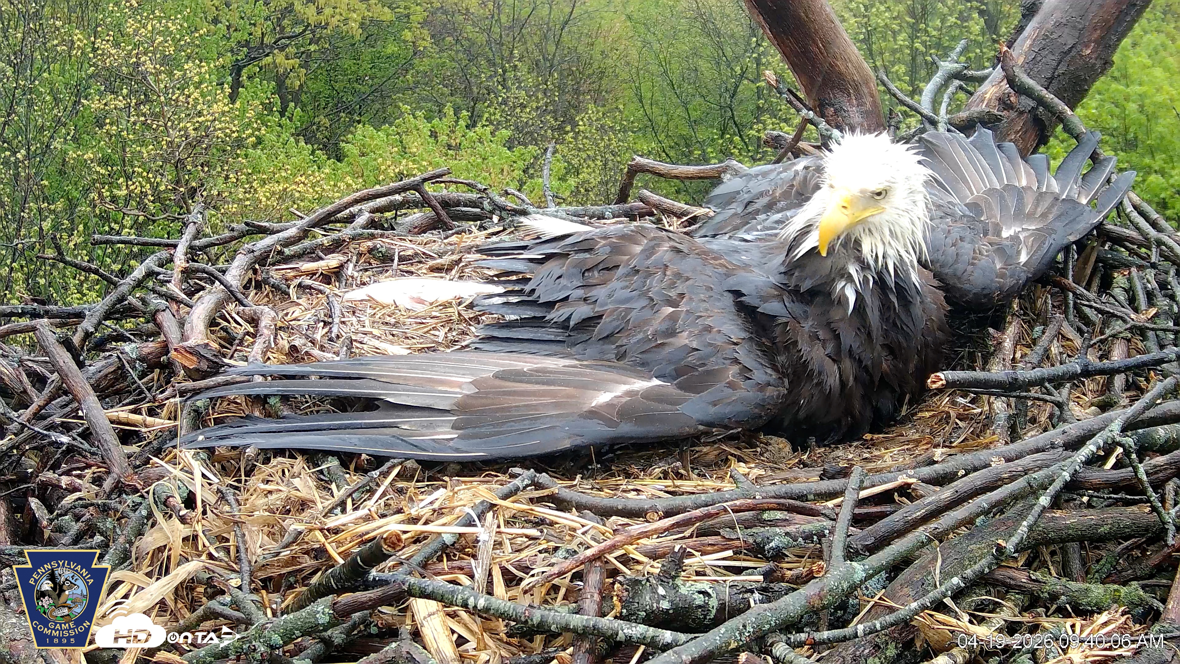 Snapshot of Hanover Eagles Live Cam taken Apr 19, 2026, 9:40am EDT