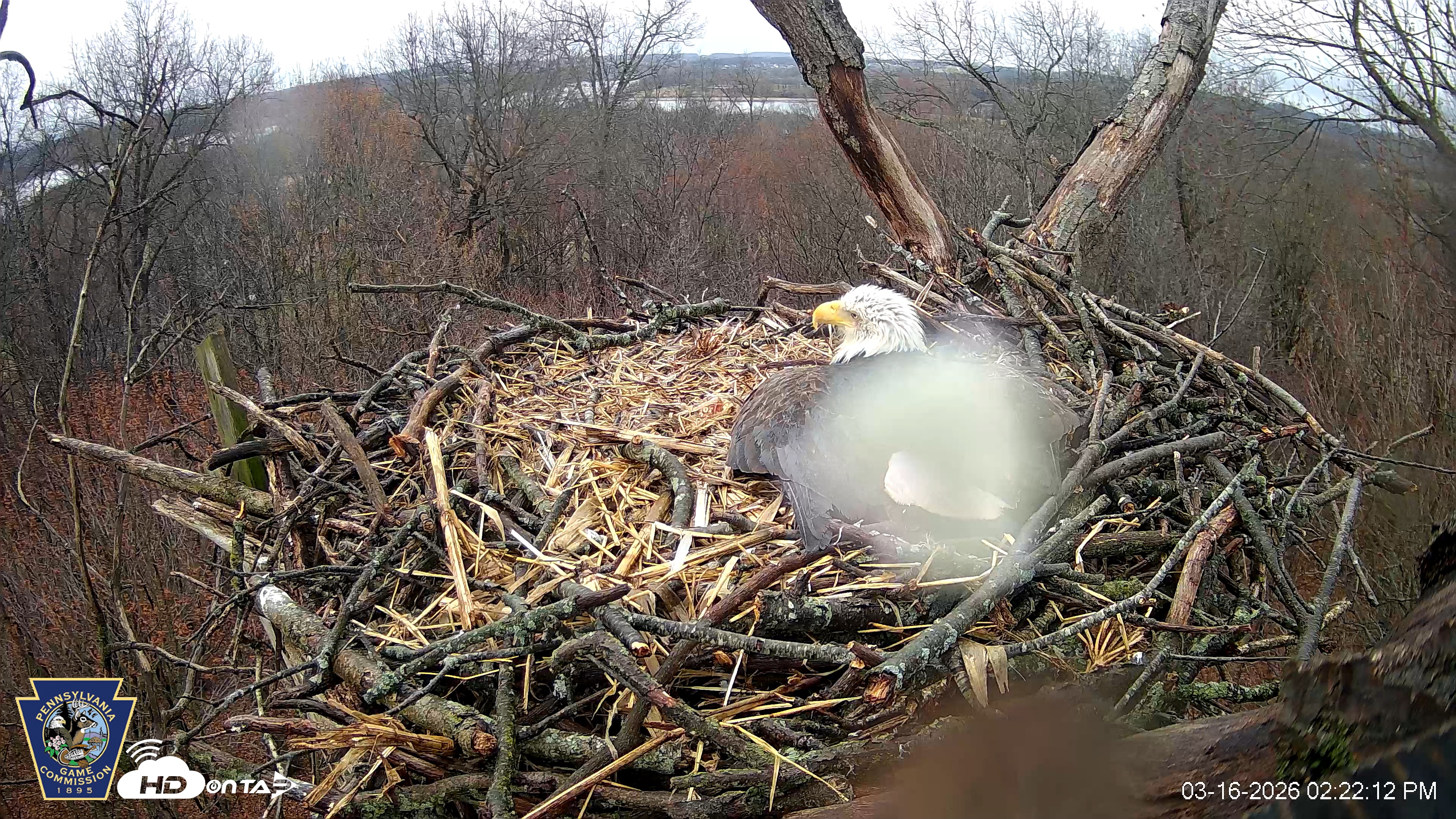 Snapshot of Hanover Eagles Live Cam taken Mar 16, 2026, 2:22pm EDT