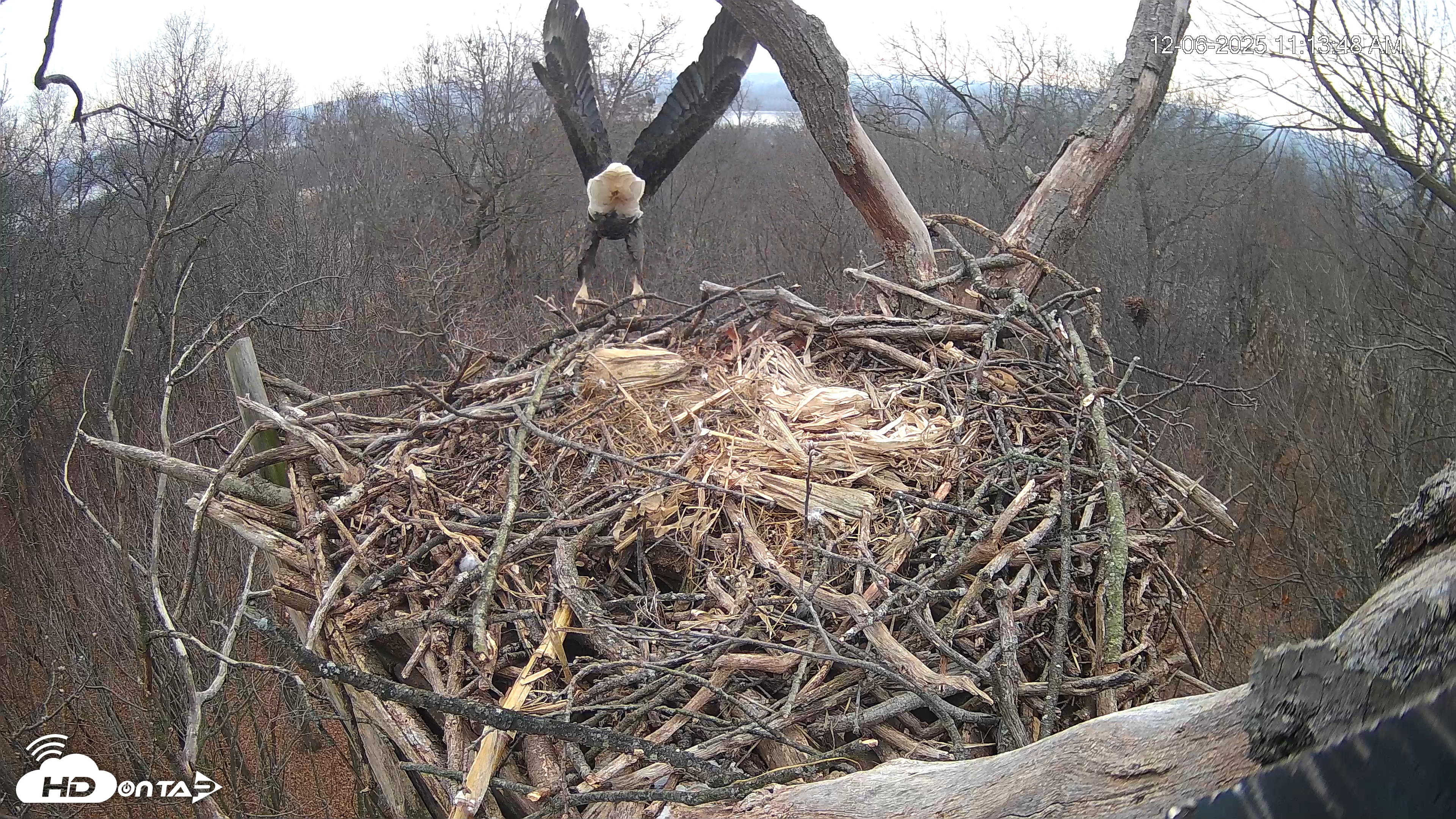 Snapshot of Hanover Eagles Live Cam taken Dec 6, 2025, 11:14am EST