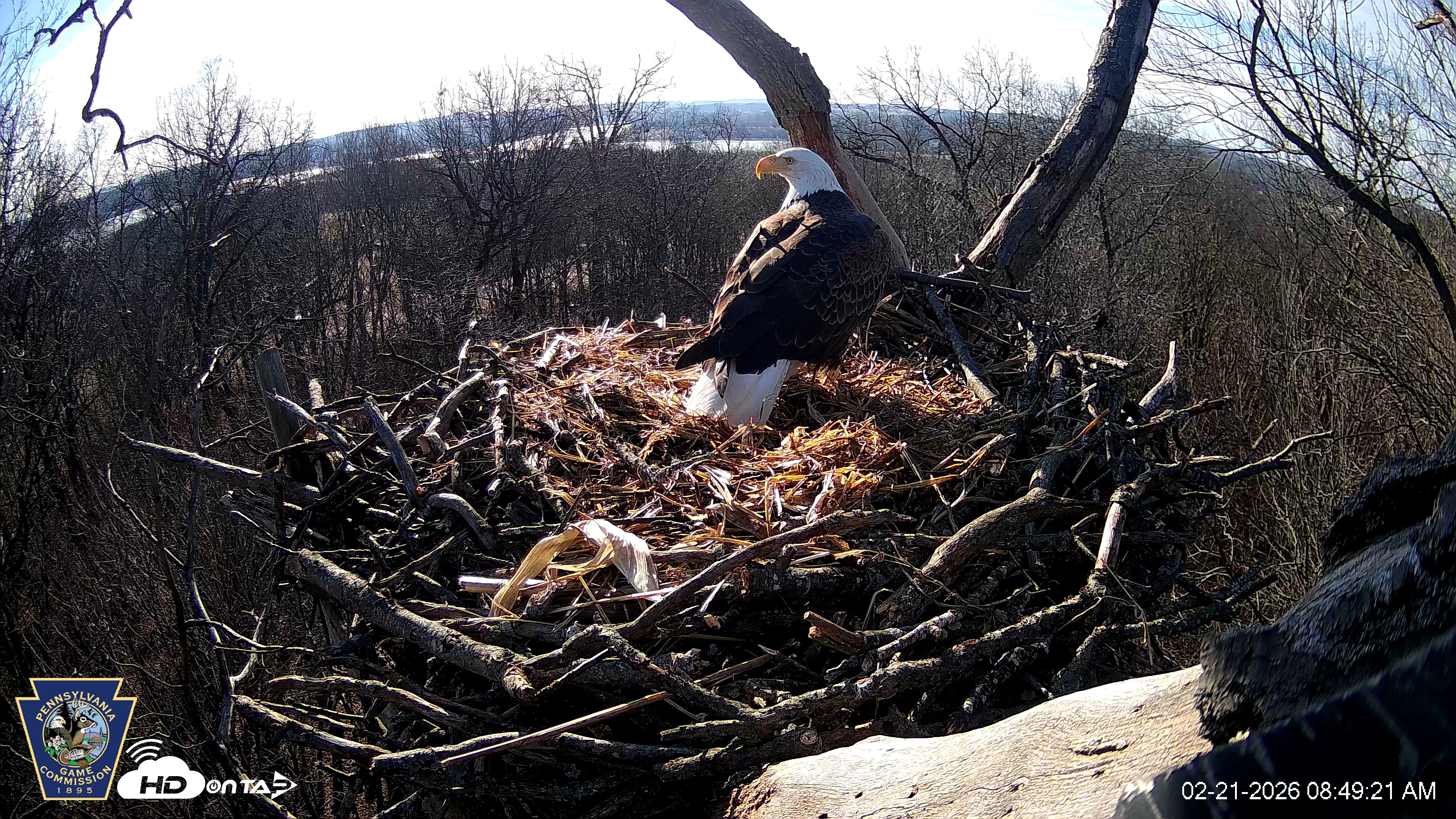 Snapshot of Hanover Eagles Live Cam taken Feb 21, 2026, 8:50am EST