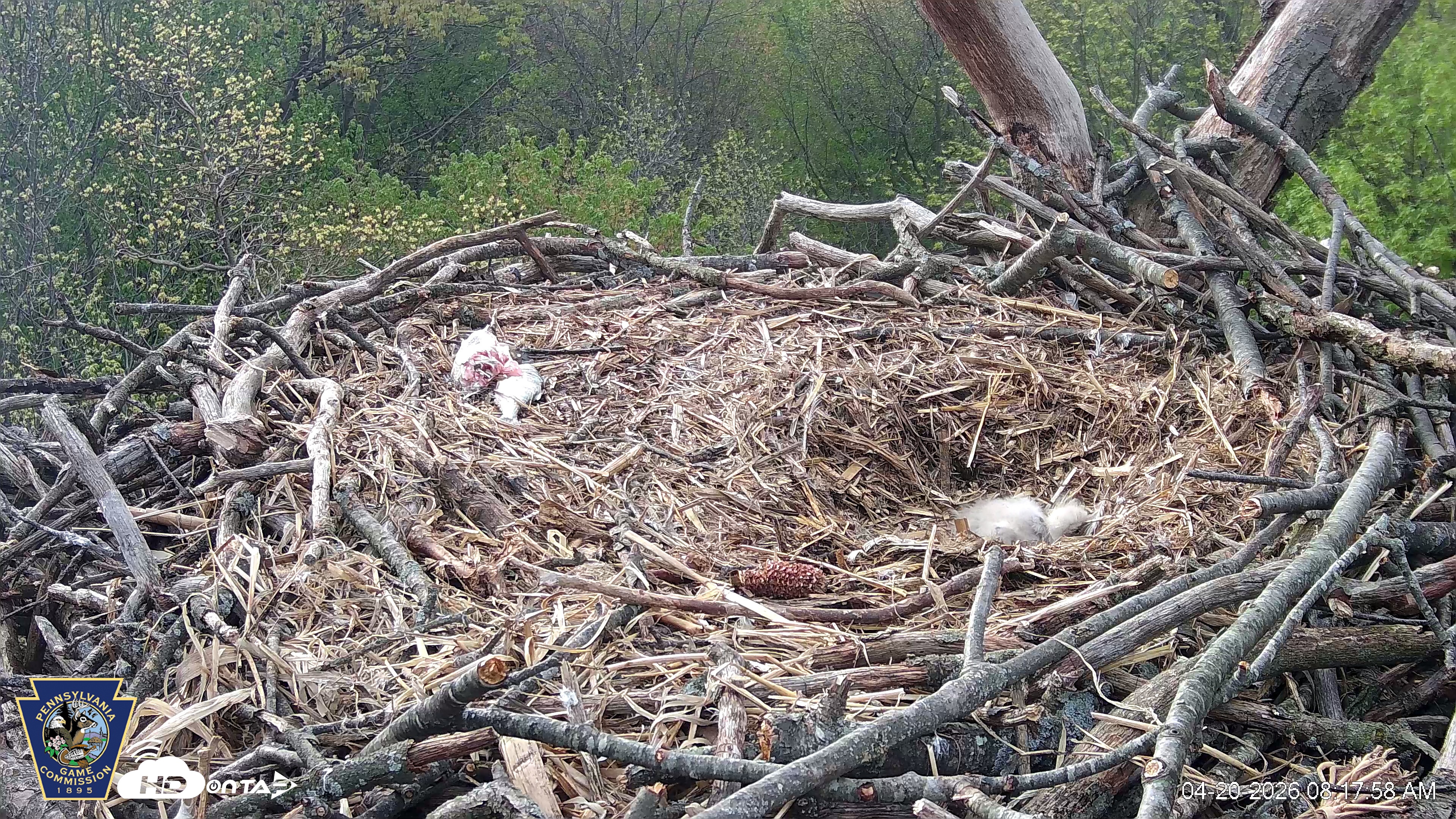 Snapshot of Hanover Eagles Live Cam taken Apr 20, 2026, 8:18am EDT
