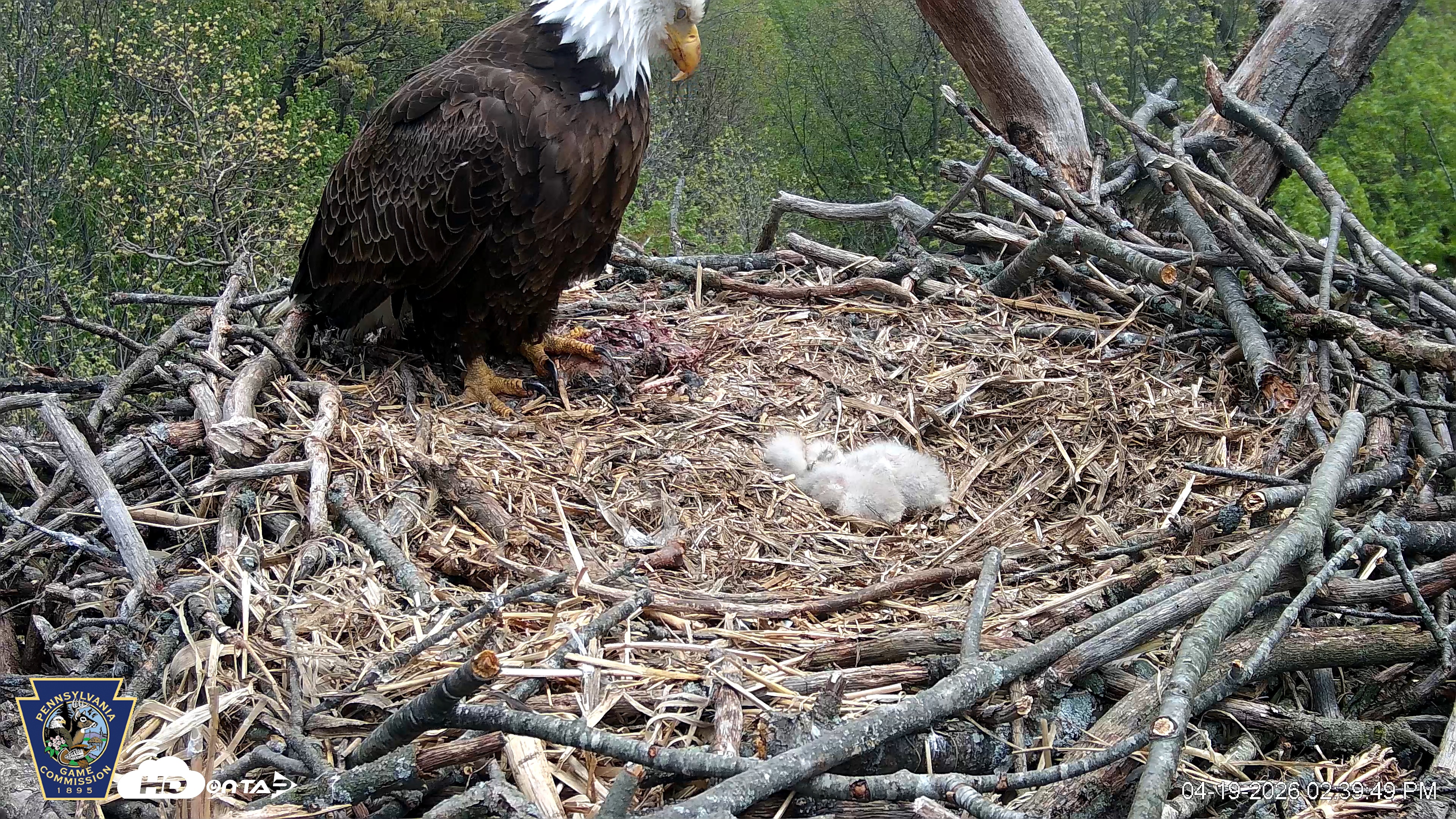Snapshot of Hanover Eagles Live Cam taken Apr 19, 2026, 2:40pm EDT
