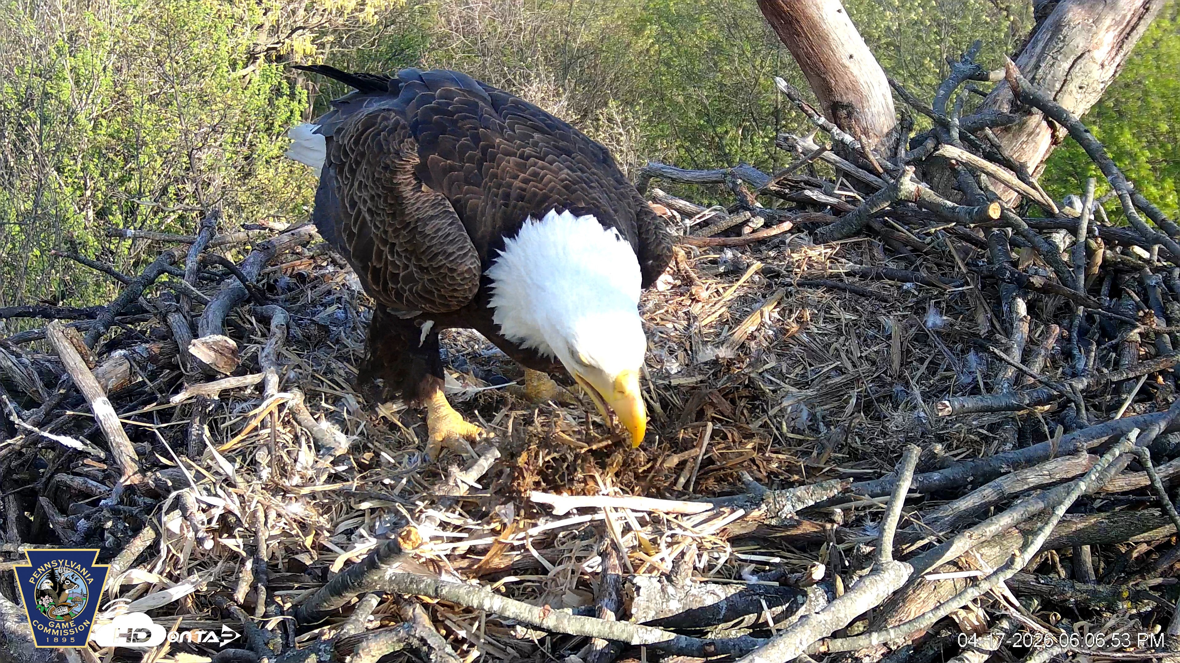 Snapshot of Hanover Eagles Live Cam taken Apr 17, 2026, 6:09pm EDT