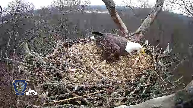 Snapshot of Hanover Eagles Live Cam taken Jan 3, 2026, 3:31pm EST