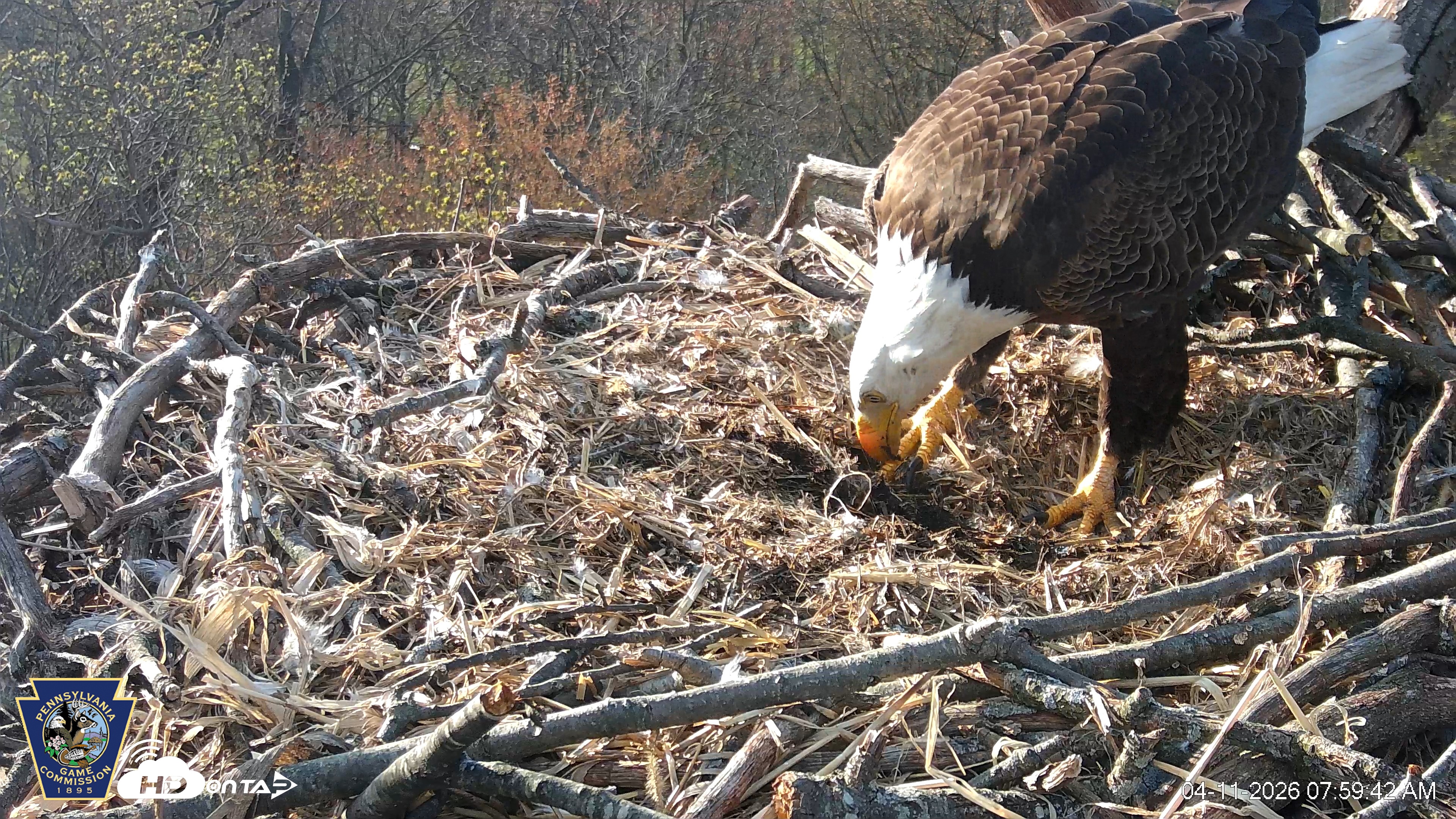 Snapshot of Hanover Eagles Live Cam taken Apr 11, 2026, 8:00am EDT