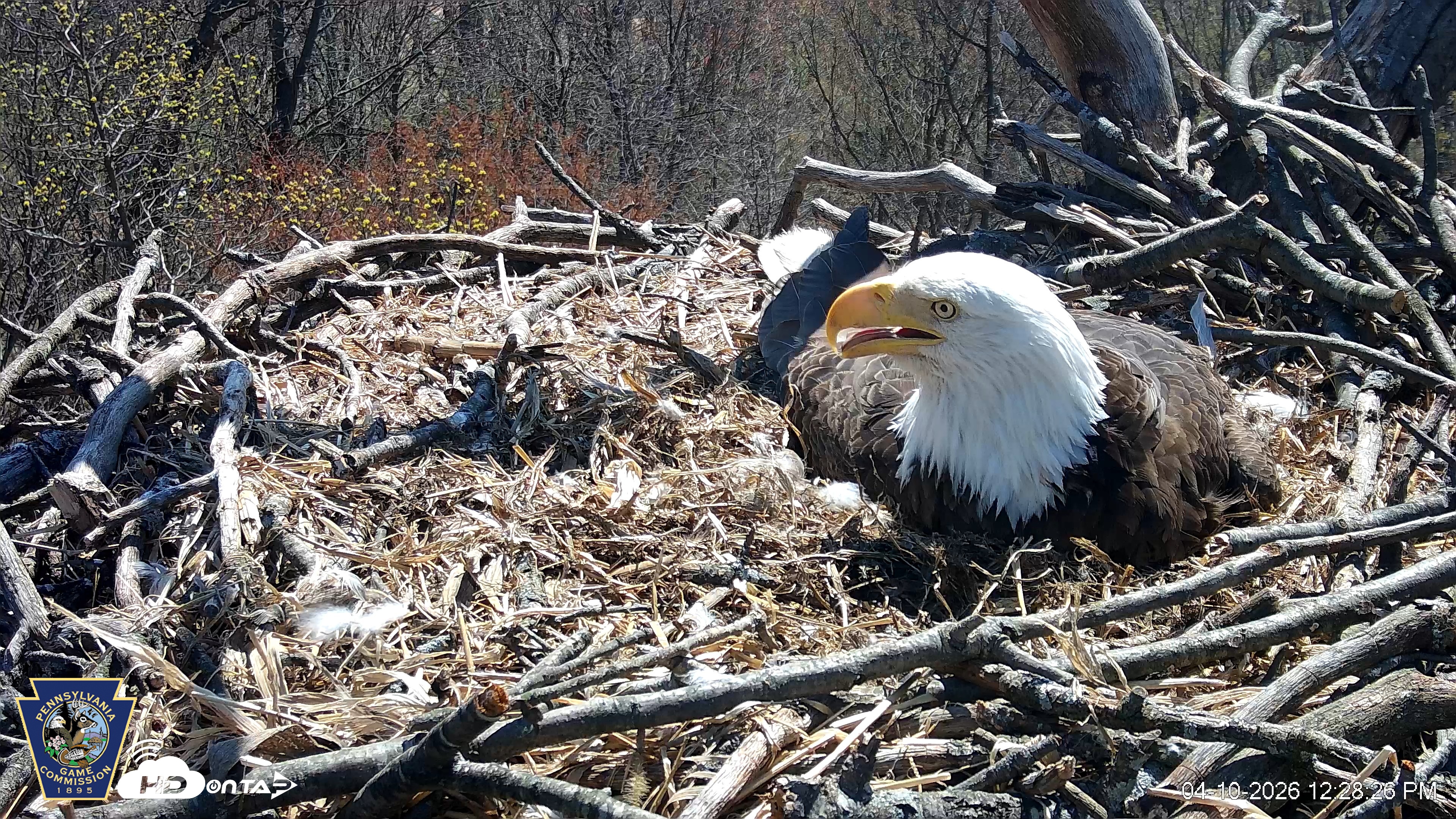 Snapshot of Hanover Eagles Live Cam taken Apr 10, 2026, 12:28pm EDT