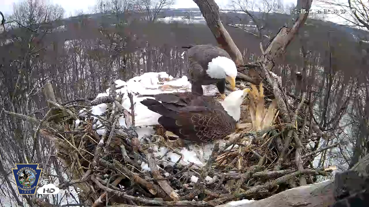 Snapshot of Hanover Eagles Live Cam taken Dec 15, 2025, 12:39pm EST