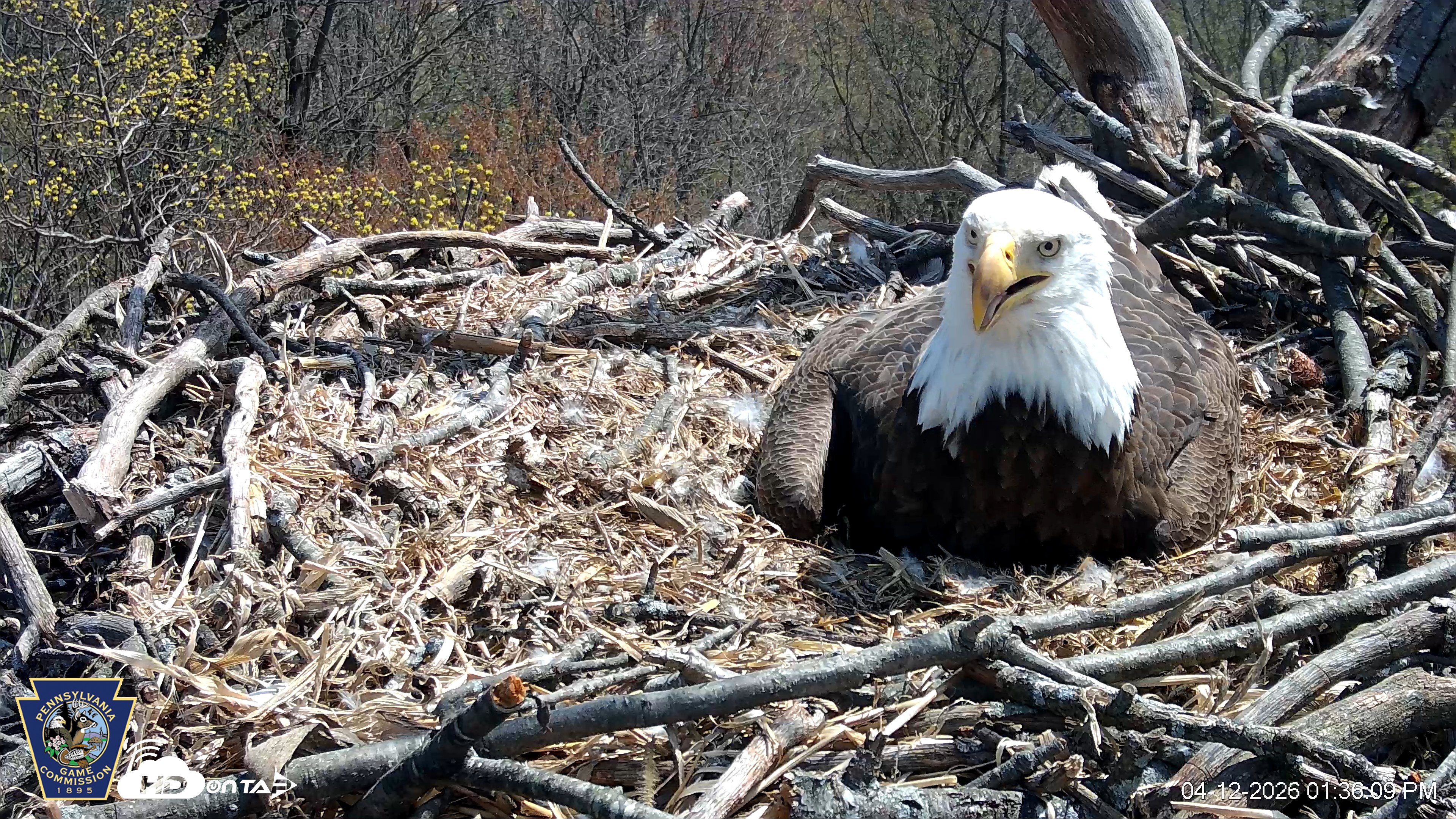 Snapshot of Hanover Eagles Live Cam taken Apr 12, 2026, 1:36pm EDT