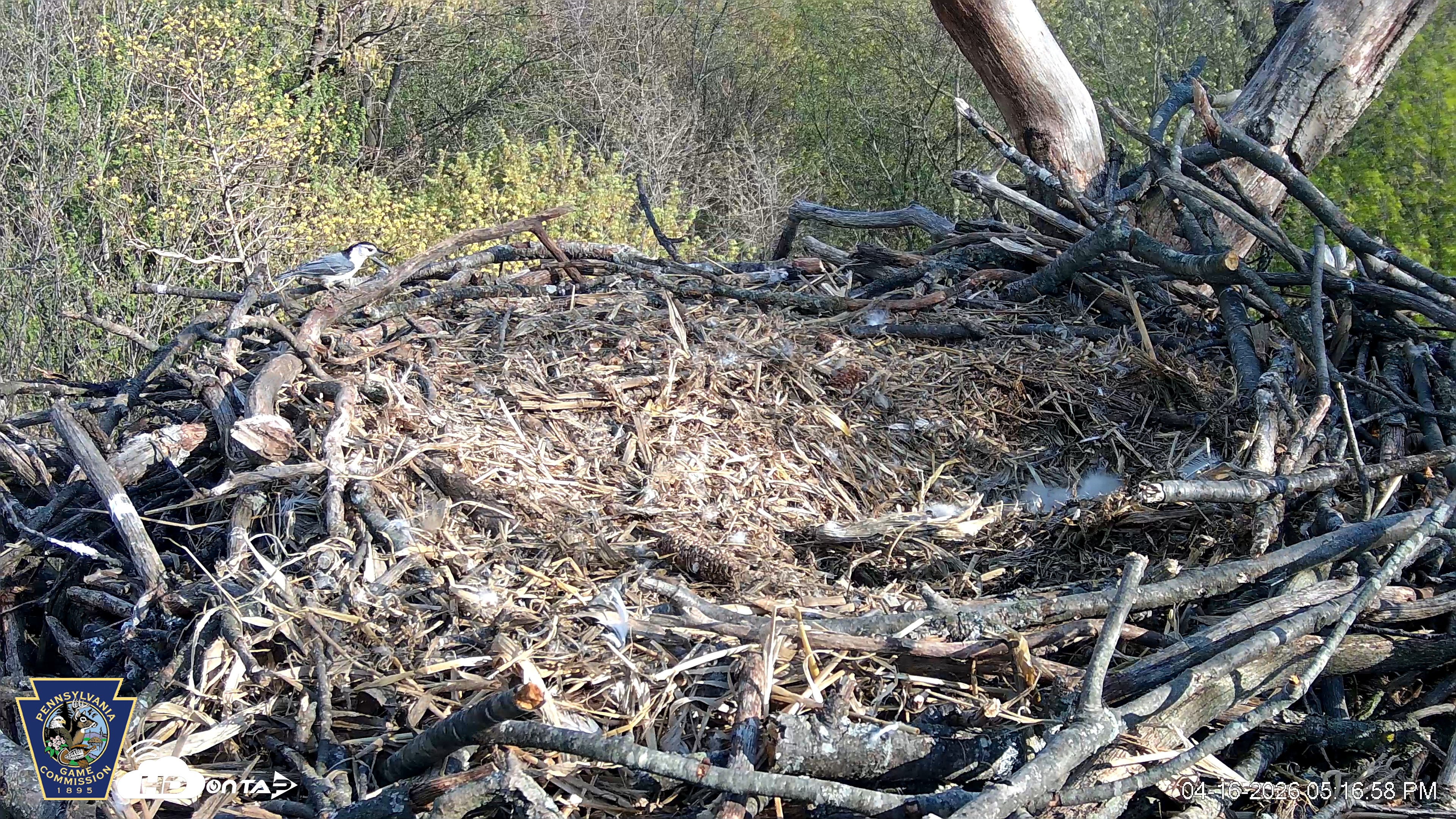 Snapshot of Hanover Eagles Live Cam taken Apr 16, 2026, 5:17pm EDT