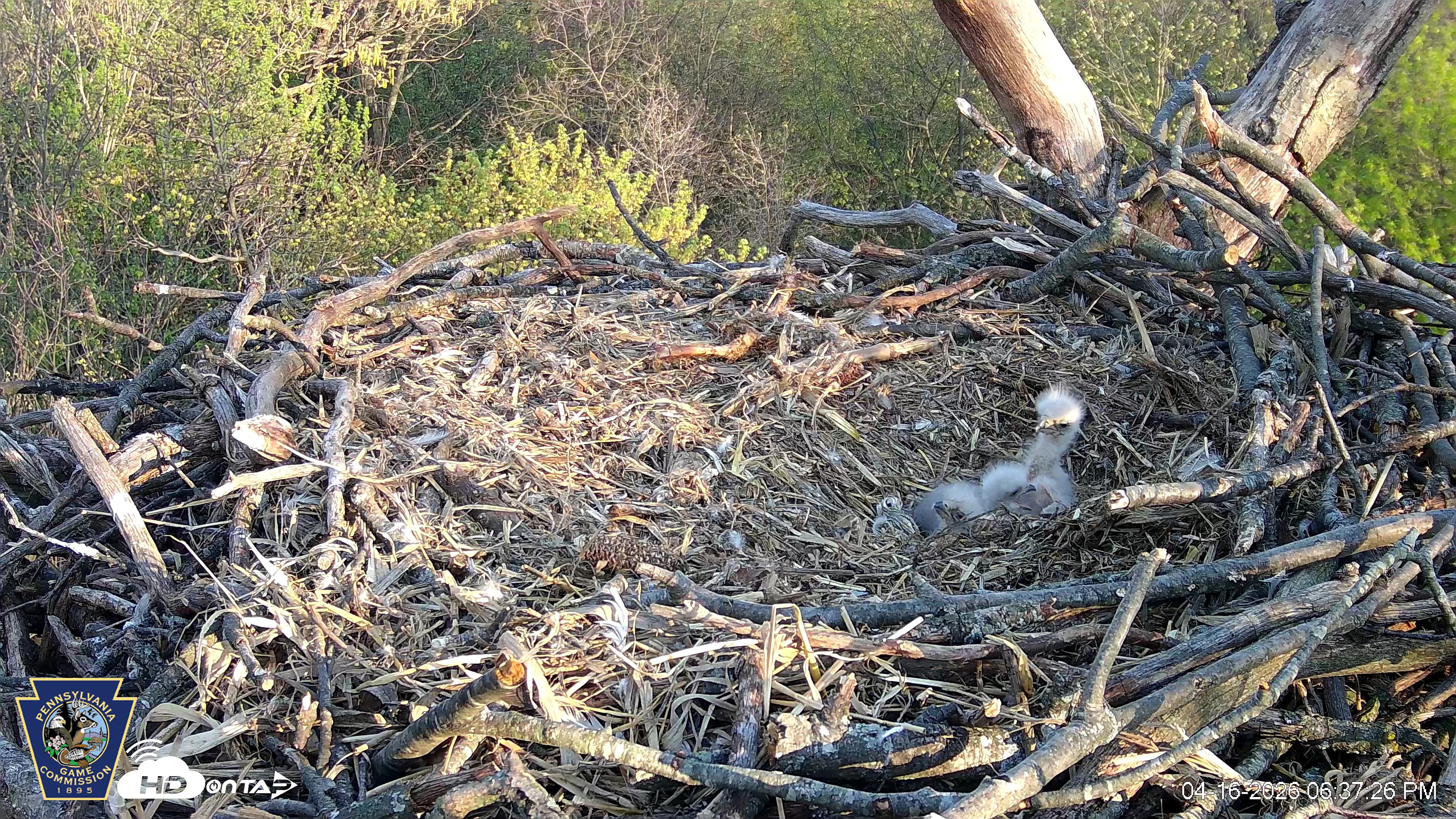 Snapshot of Hanover Eagles Live Cam taken Apr 16, 2026, 6:38pm EDT