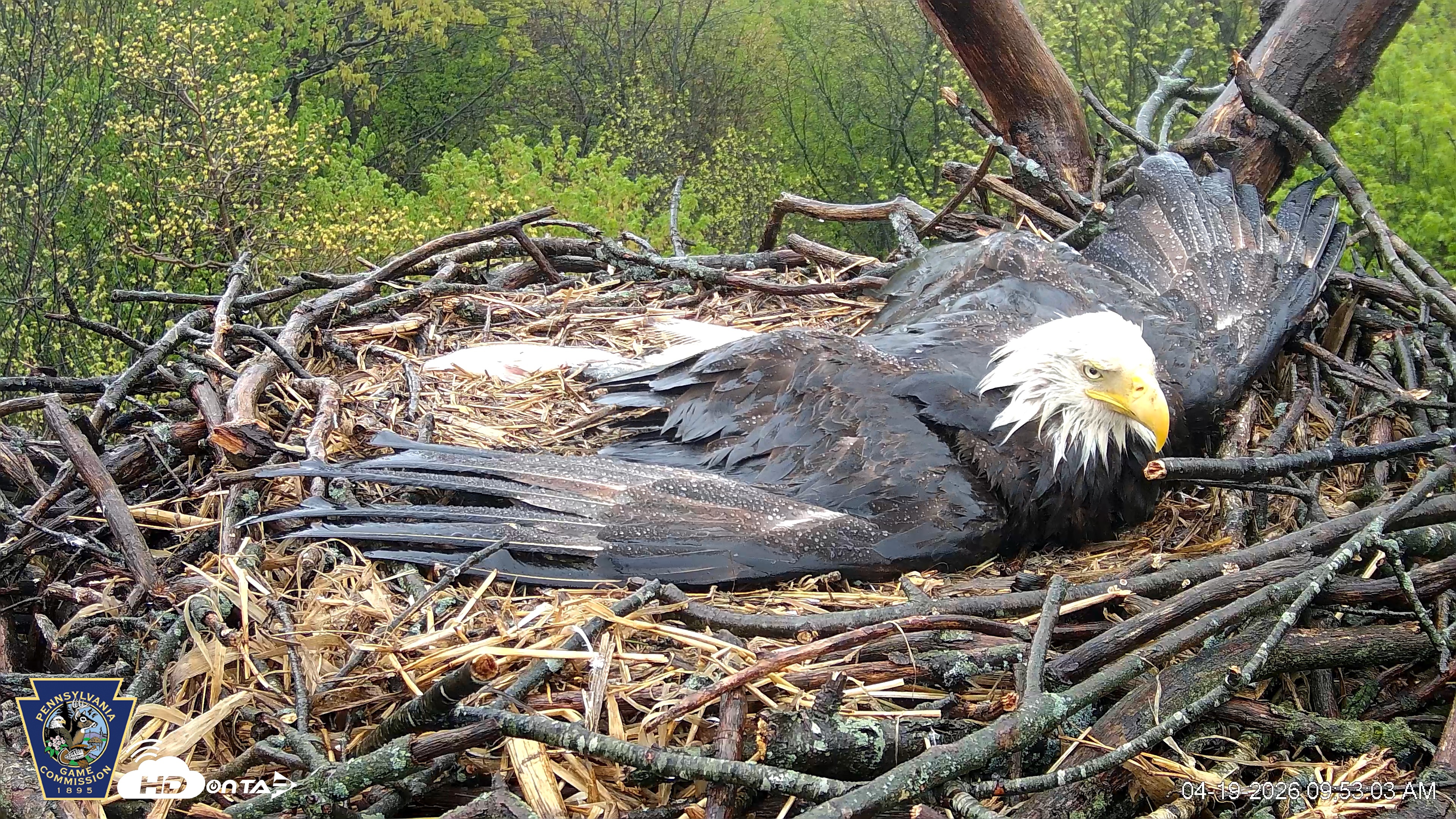 Snapshot of Hanover Eagles Live Cam taken Apr 19, 2026, 9:54am EDT
