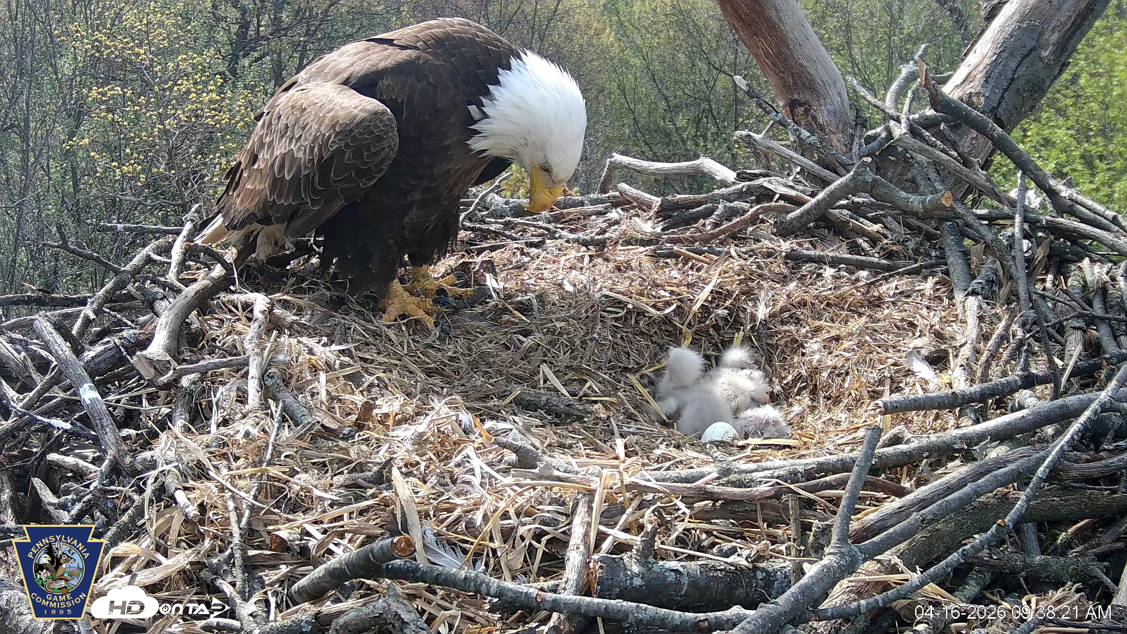 Snapshot of Hanover Eagles Live Cam taken Apr 16, 2026, 9:38am EDT