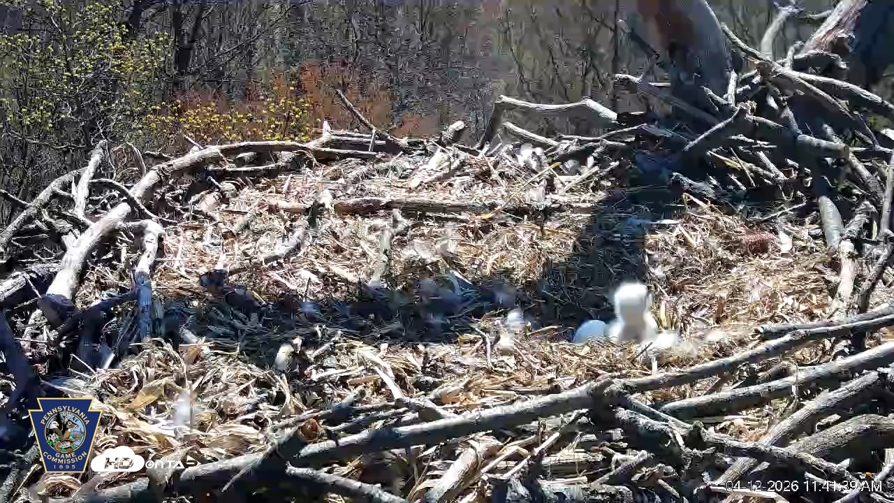 Snapshot of Hanover Eagles Live Cam taken Apr 12, 2026, 11:42am EDT