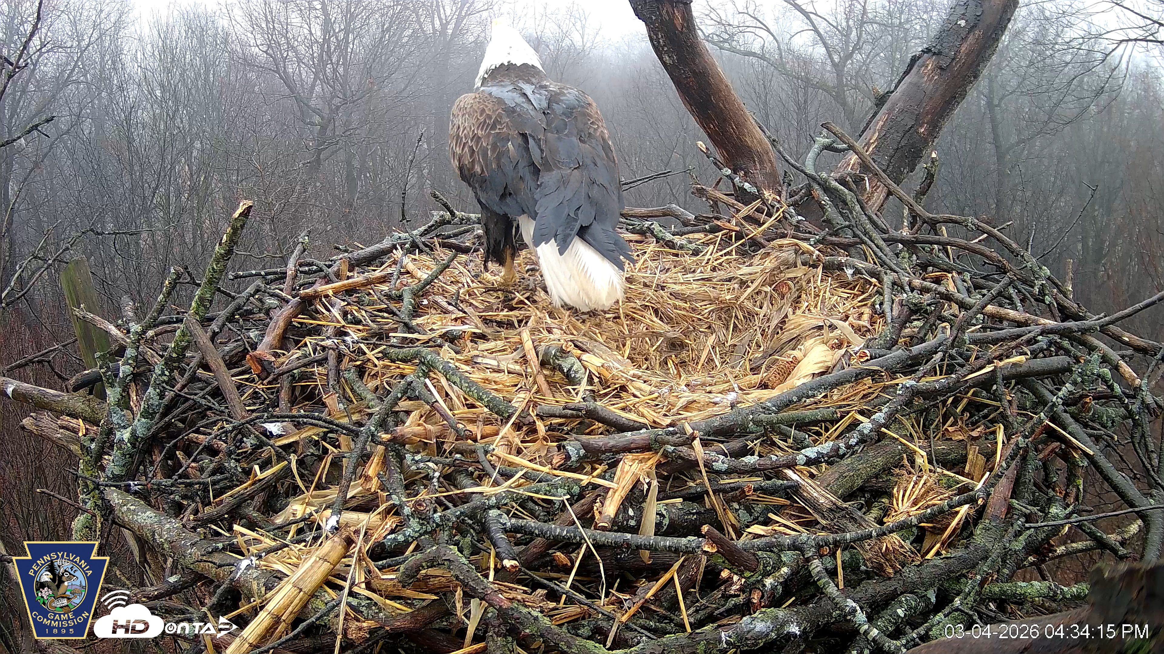 Snapshot of Hanover Eagles Live Cam taken Mar 4, 2026, 4:34pm EST