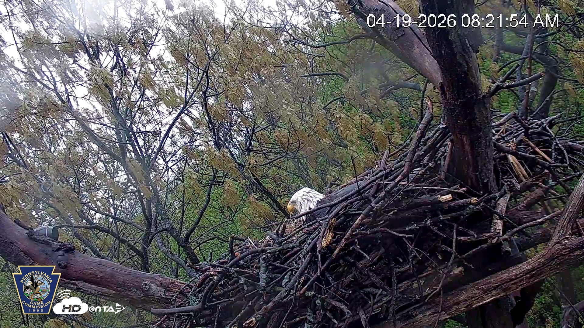 Snapshot of Hanover Eagles Live Cam taken Apr 19, 2026, 8:22am EDT