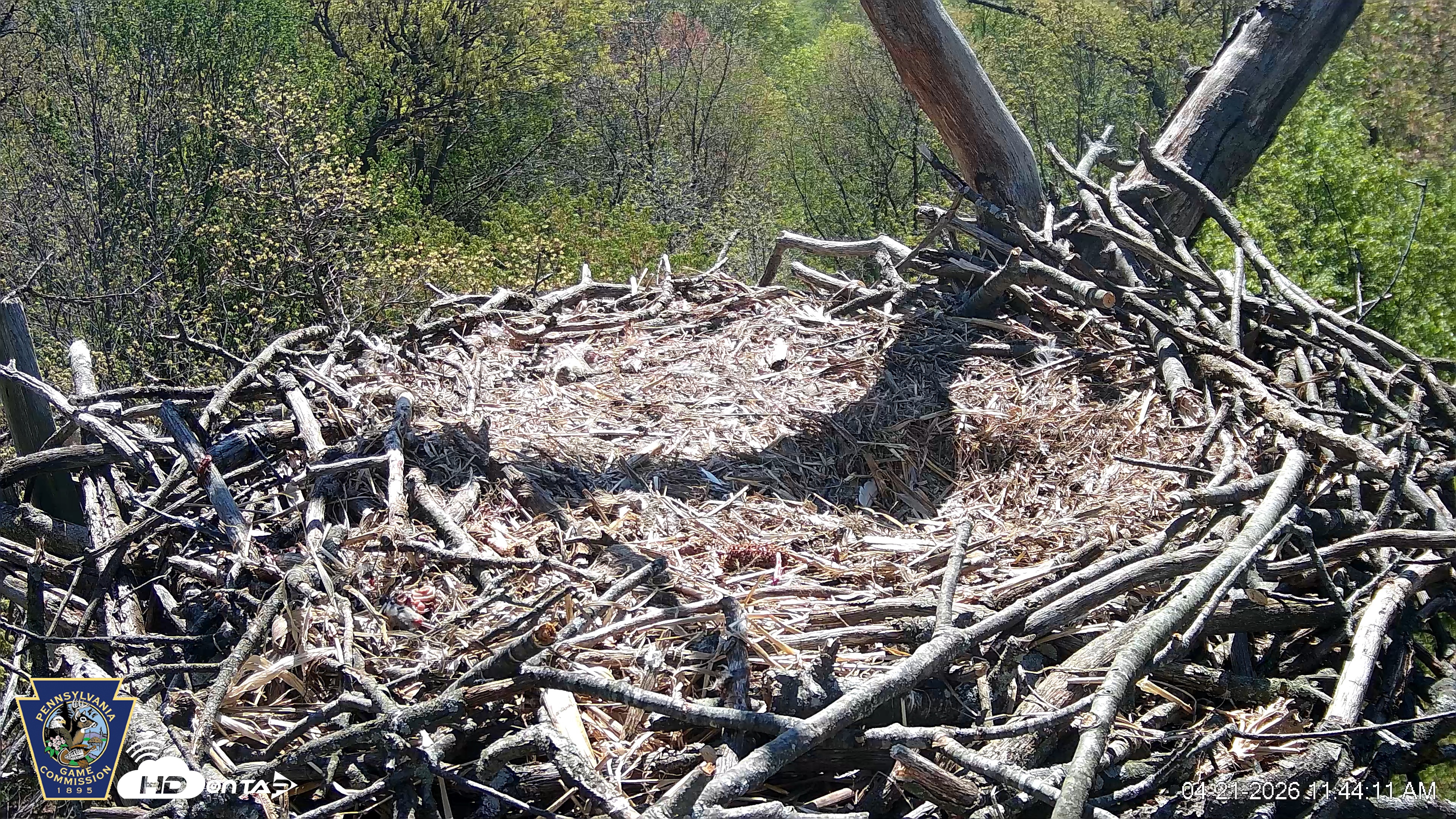 Snapshot of Hanover Eagles Live Cam taken Apr 21, 2026, 11:45am EDT