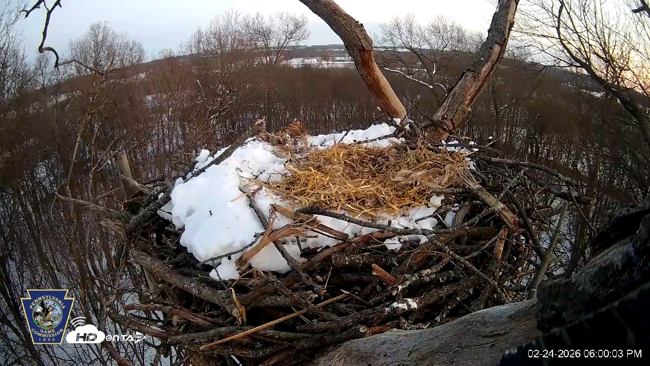 Snapshot of Hanover Eagles Live Cam taken Feb 24, 2026, 6:01pm EST