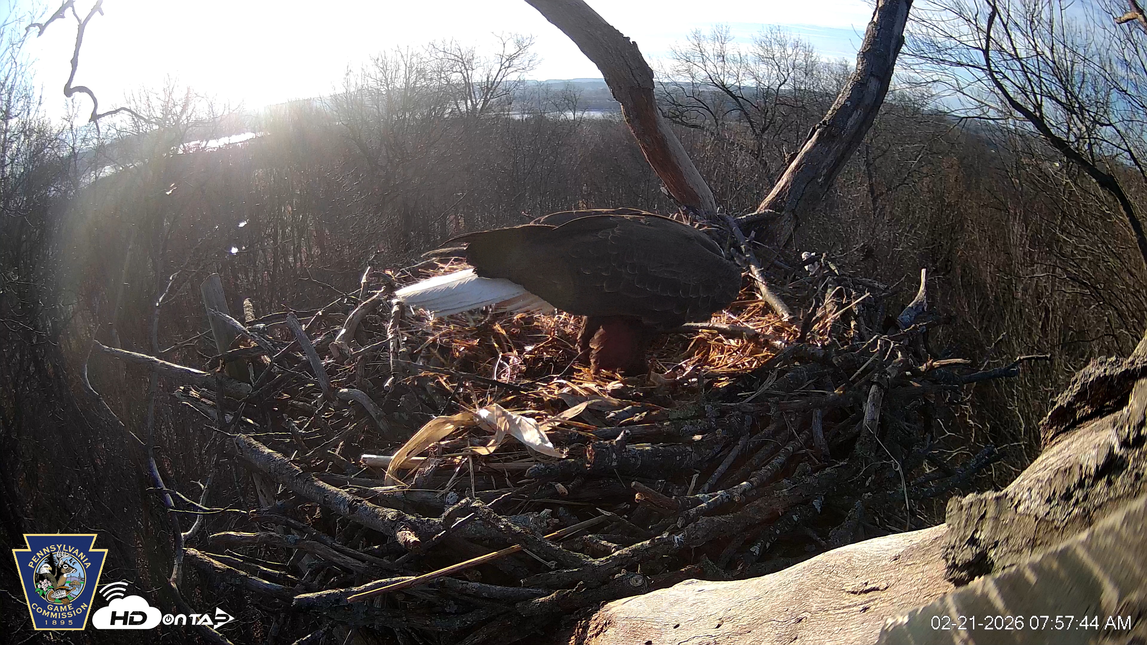 Snapshot of Hanover Eagles Live Cam taken Feb 21, 2026, 7:57am EST