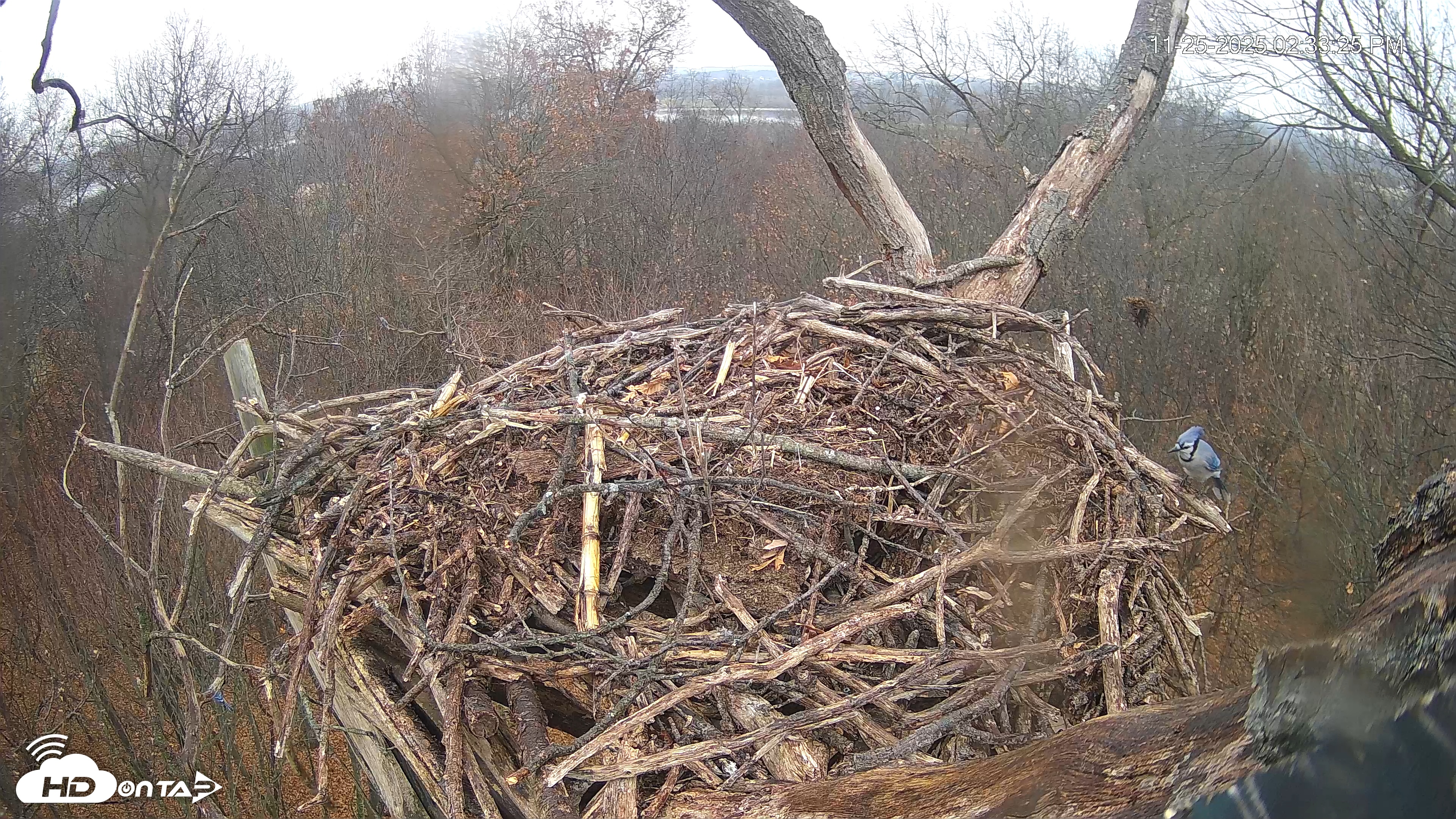 Snapshot of Hanover Eagles Live Cam taken Nov 25, 2025, 2:33pm EST