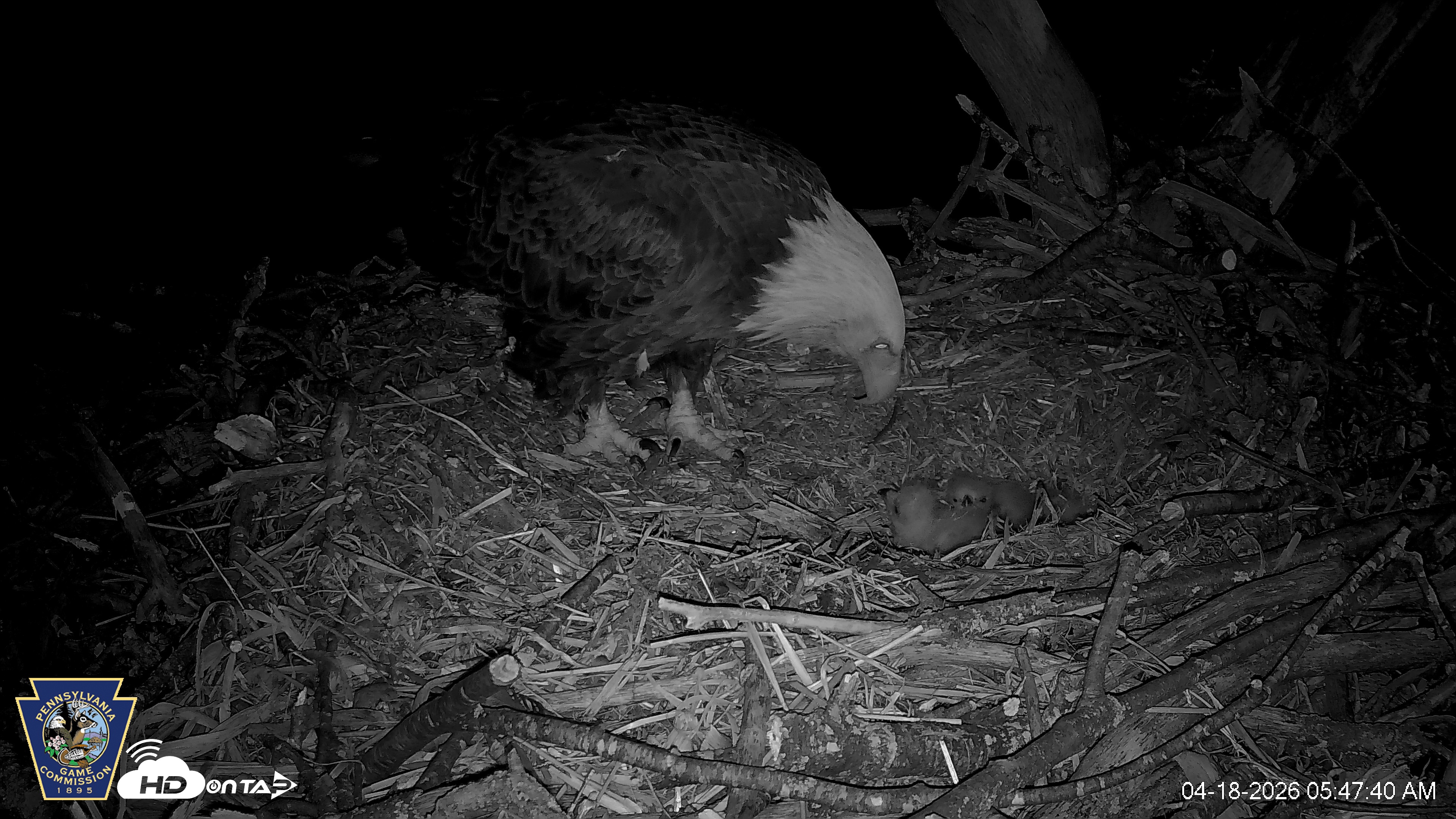 Snapshot of Hanover Eagles Live Cam taken Apr 18, 2026, 5:47am EDT