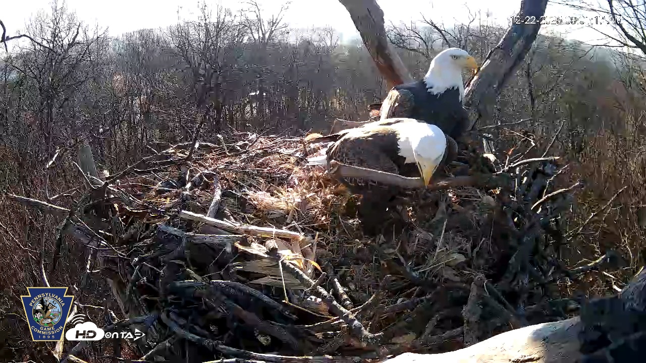 Snapshot of Hanover Eagles Live Cam taken Dec 22, 2025, 9:01am EST