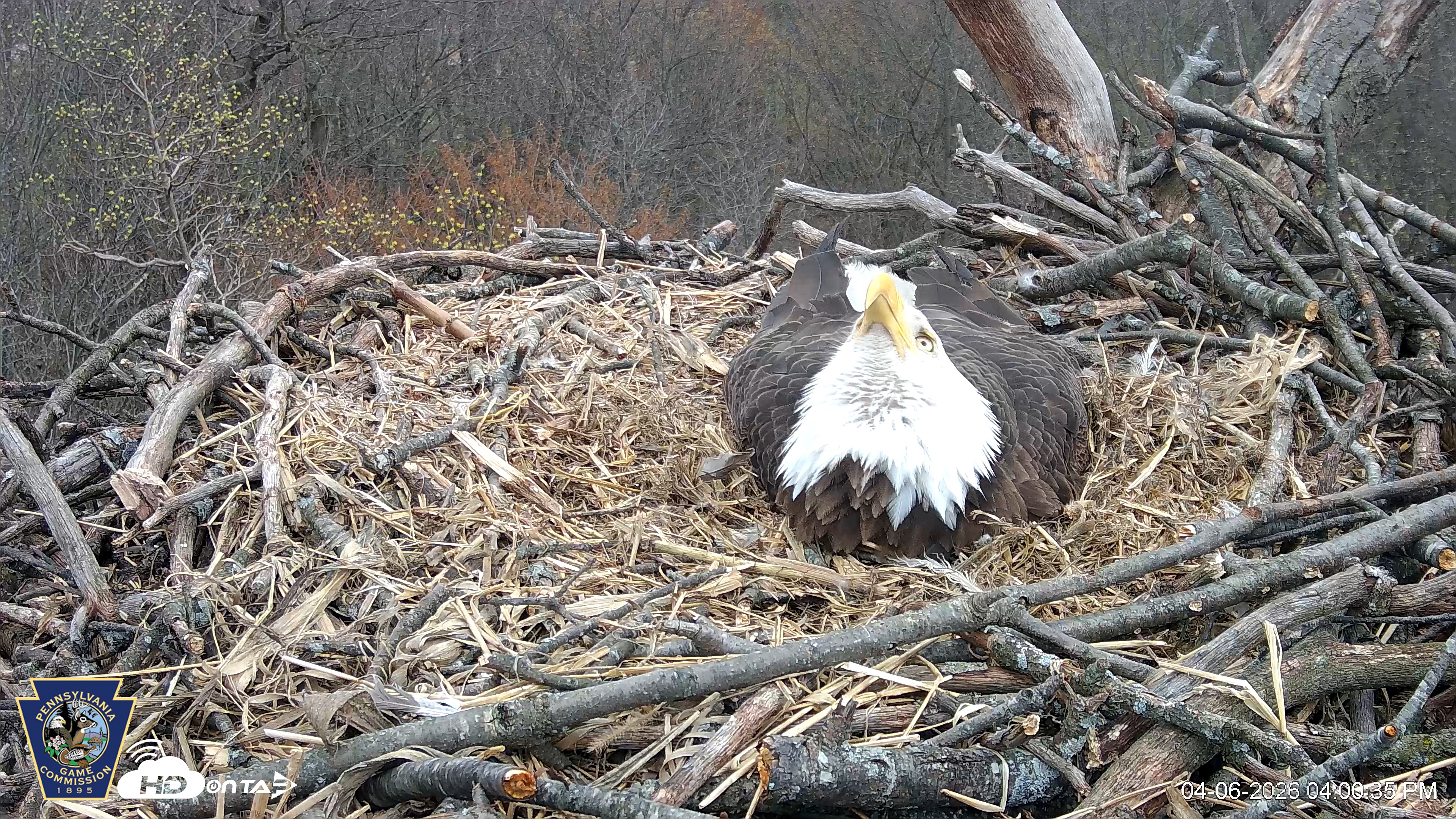 Snapshot of Hanover Eagles Live Cam taken Apr 6, 2026, 4:01pm EDT