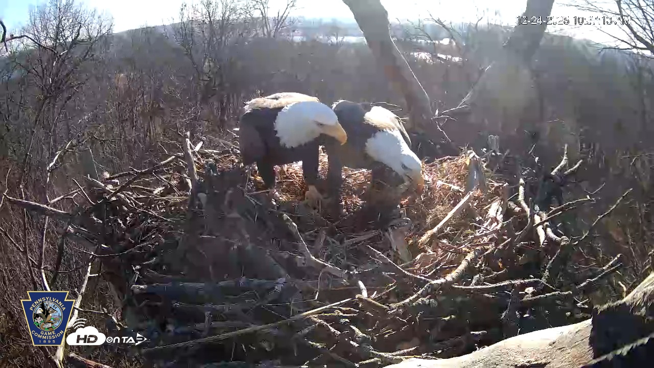 Snapshot of Hanover Eagles Live Cam taken Dec 24, 2025, 10:38am EST