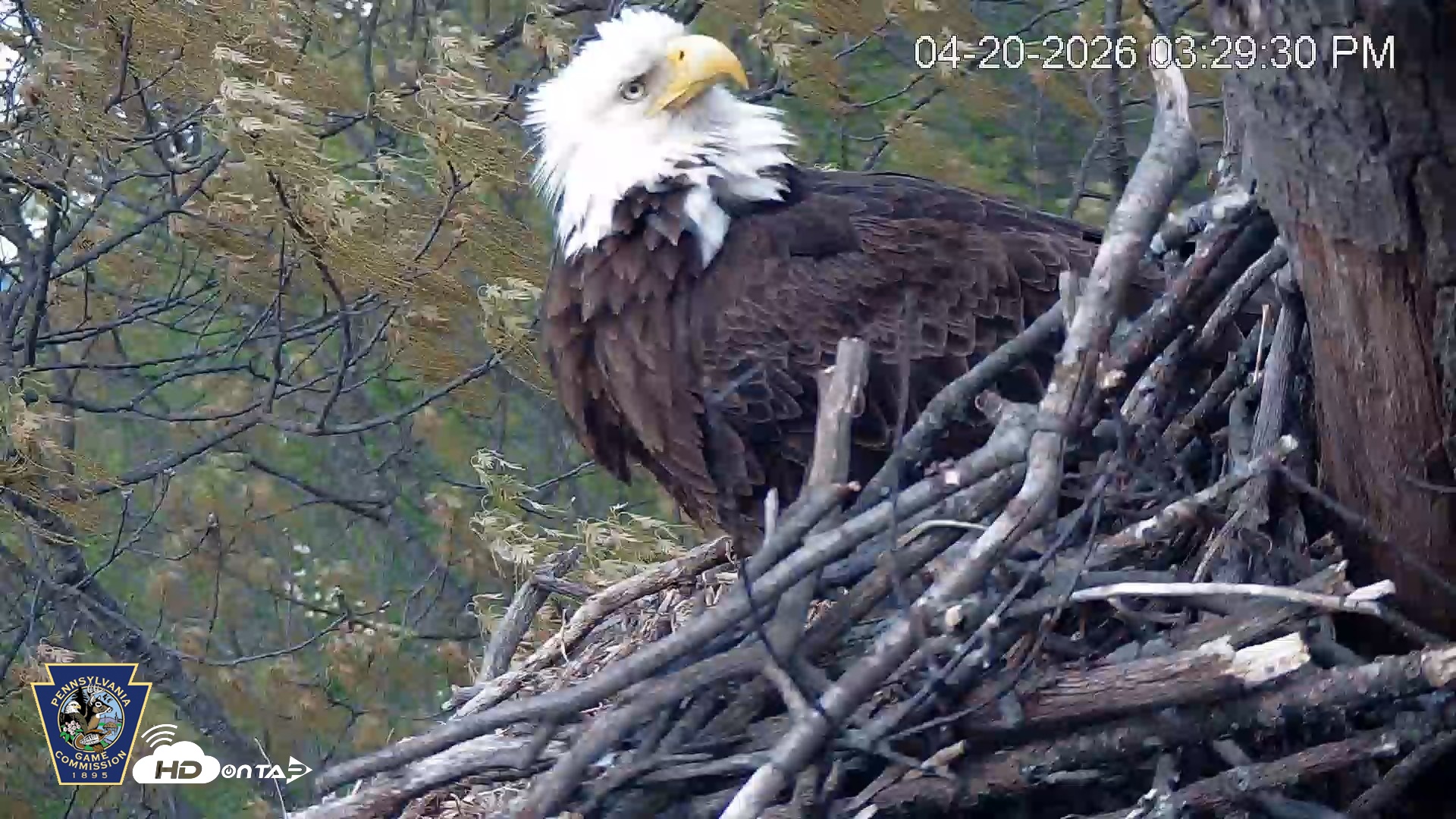 Snapshot of Hanover Eagles Live Cam taken Apr 20, 2026, 3:30pm EDT
