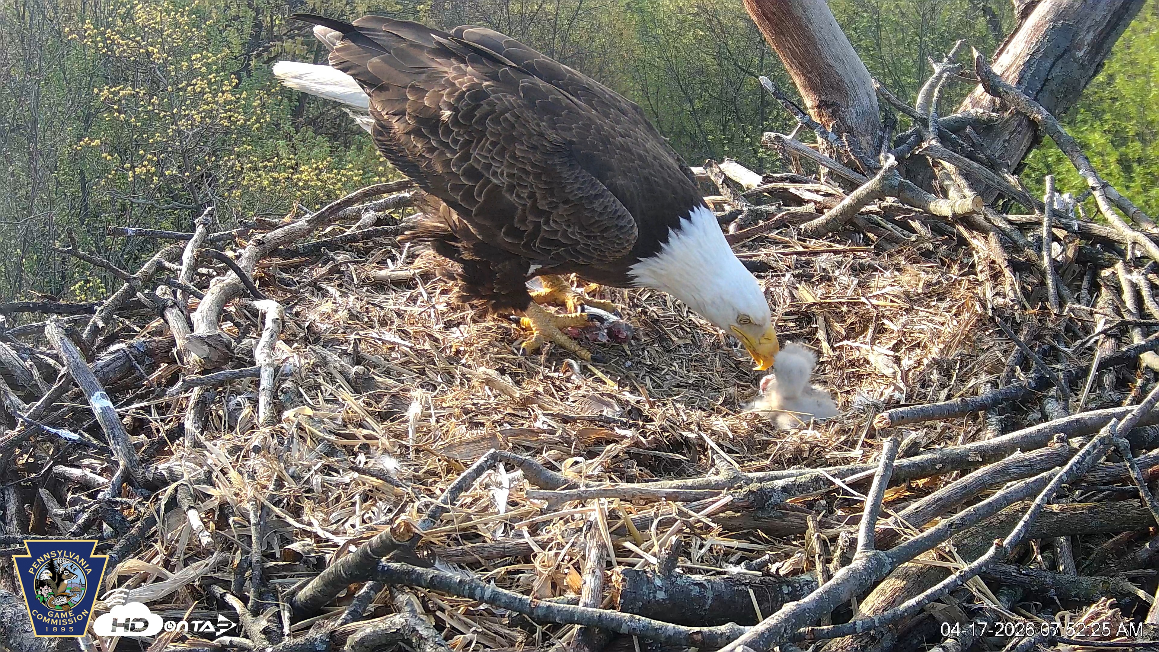 Snapshot of Hanover Eagles Live Cam taken Apr 17, 2026, 7:53am EDT
