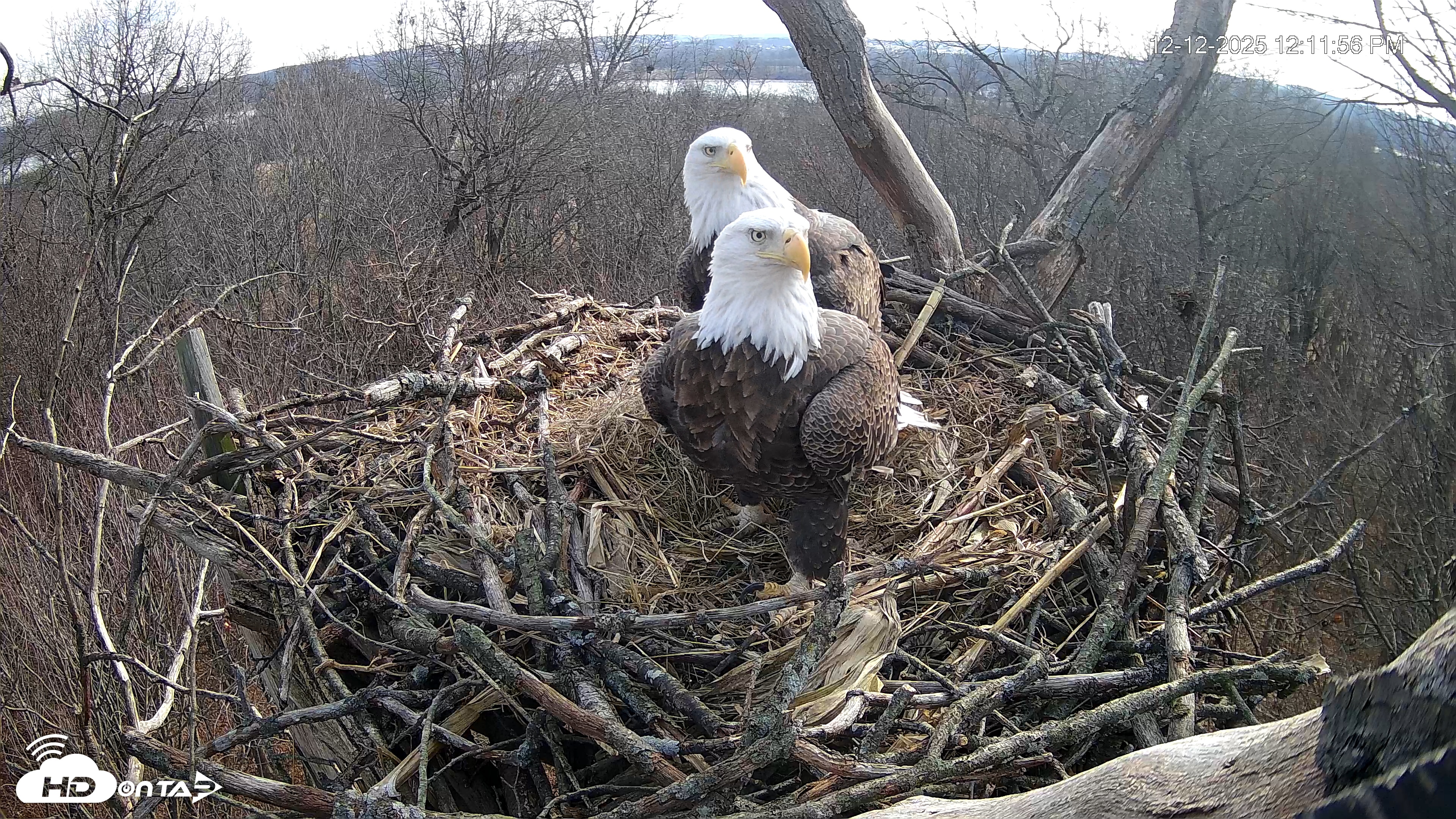 Snapshot of Hanover Eagles Live Cam taken Dec 12, 2025, 12:12pm EST