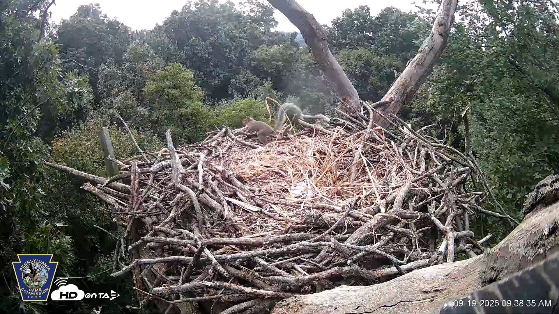 Snapshot of Hanover Eagles Live Cam taken Sep 19, 2026, 9:39am EDT