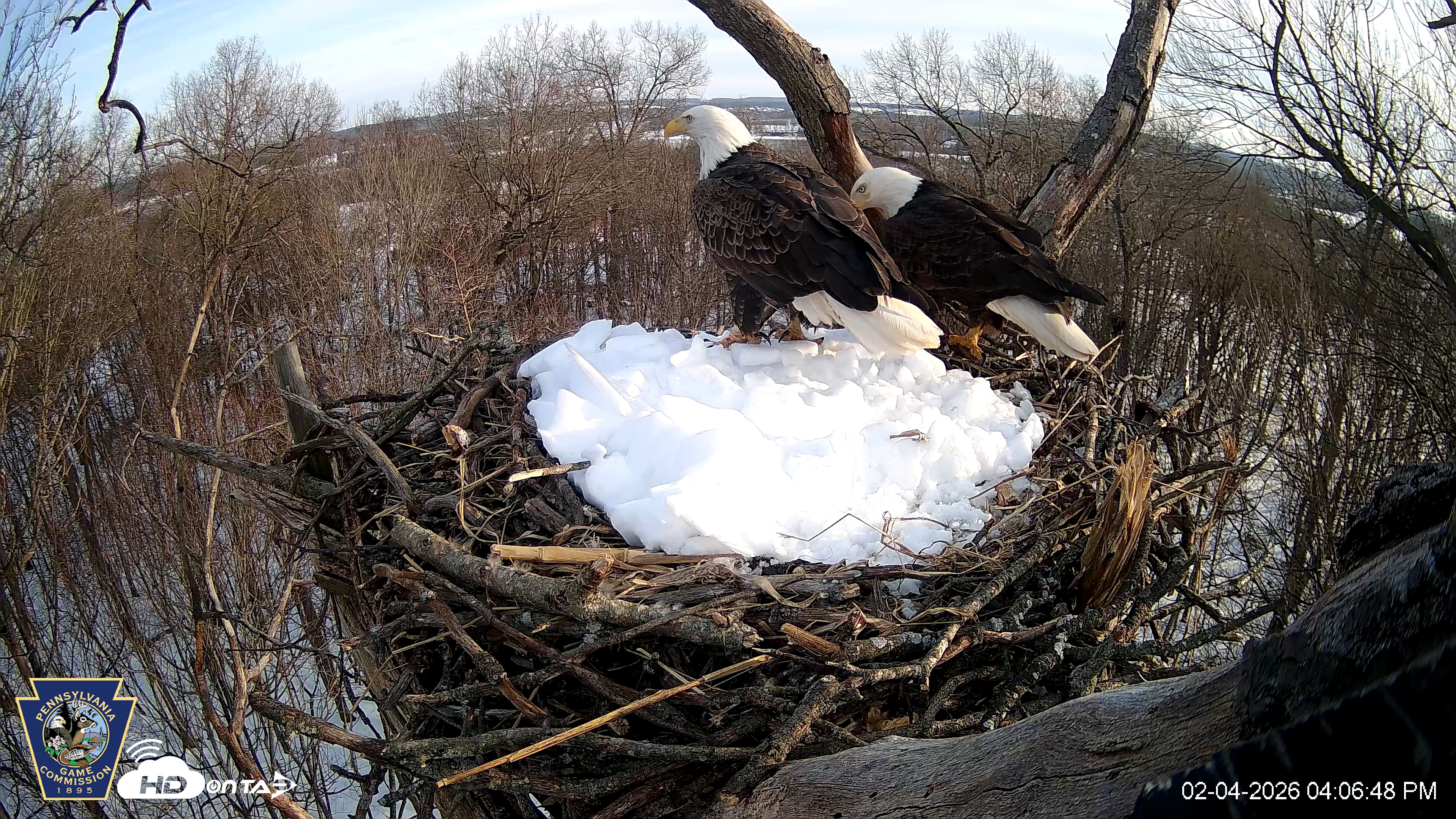 Snapshot of Hanover Eagles Live Cam taken Feb 4, 2026, 4:07pm EST