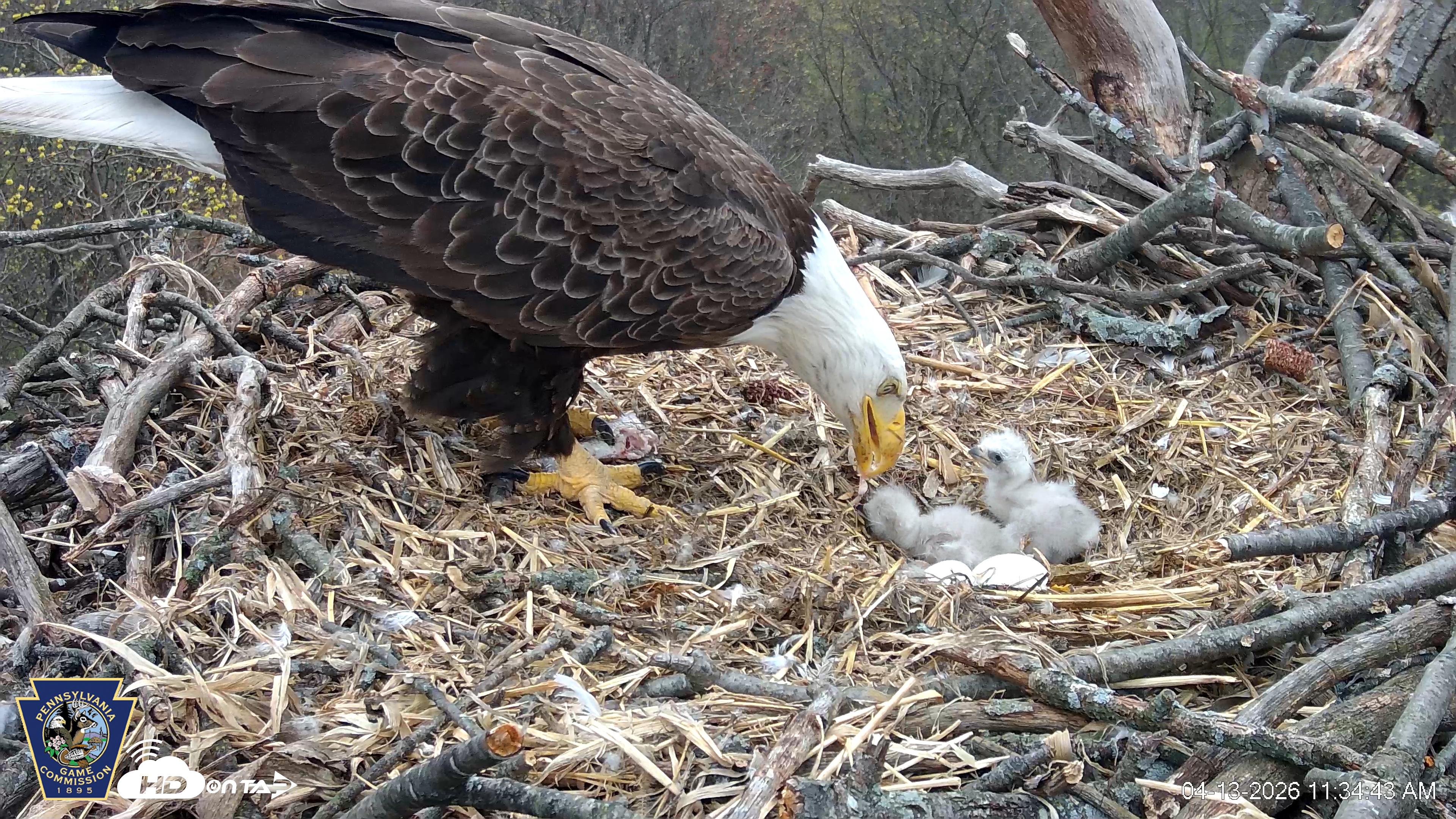 Snapshot of Hanover Eagles Live Cam taken Apr 13, 2026, 11:35am EDT