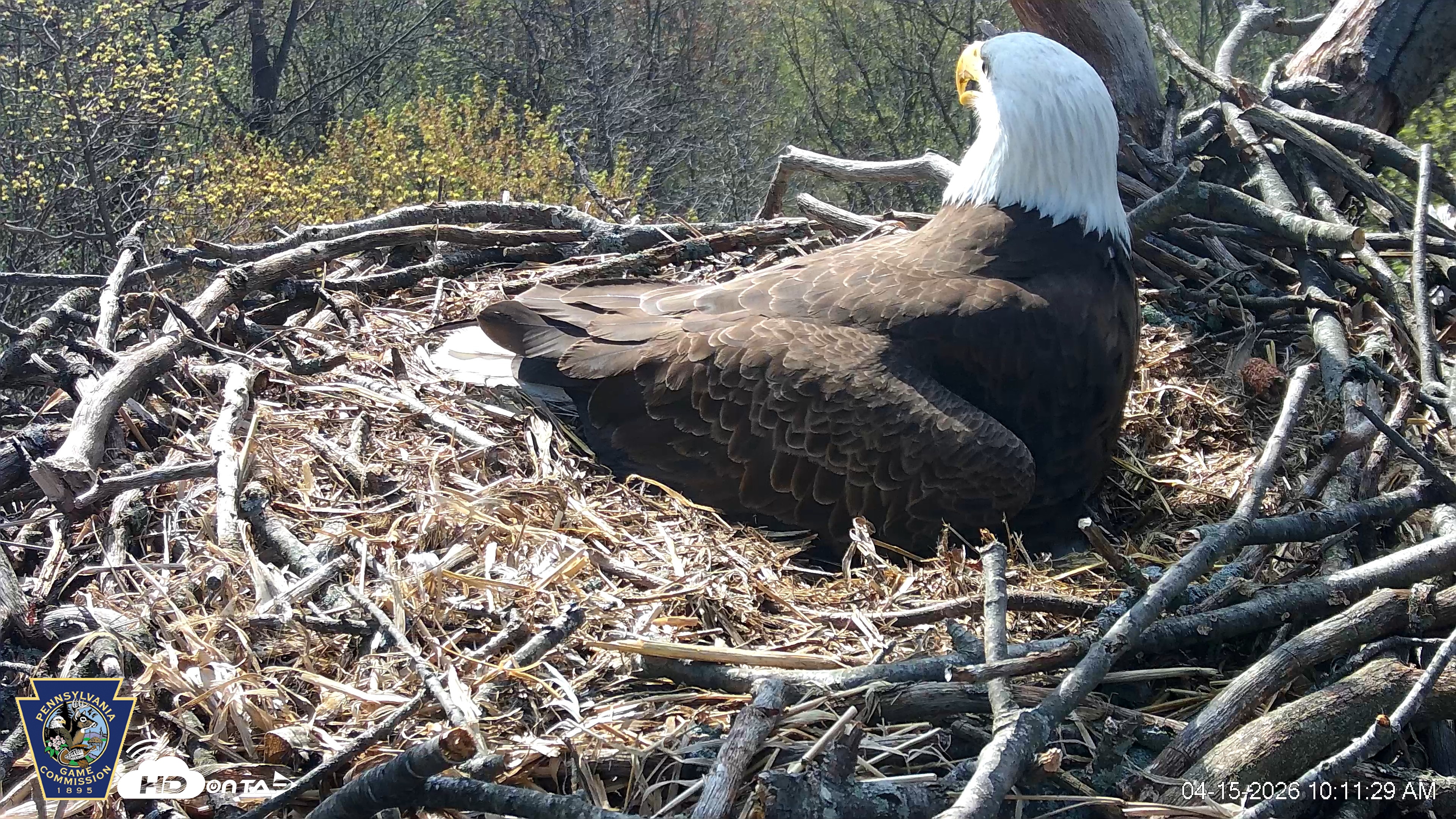 Snapshot of Hanover Eagles Live Cam taken Apr 15, 2026, 10:11am EDT