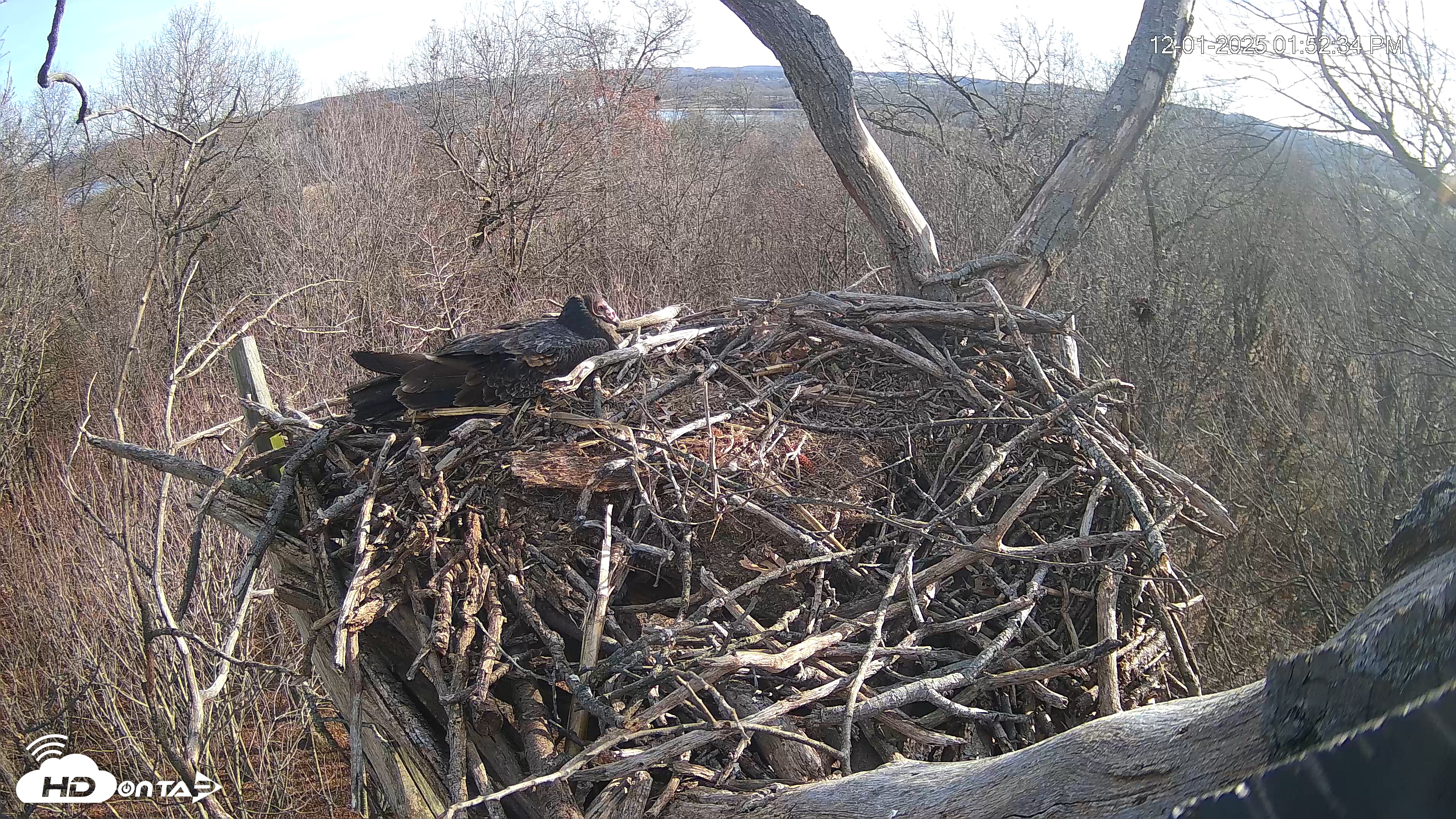 Snapshot of Hanover Eagles Live Cam taken Dec 1, 2025, 1:53pm EST