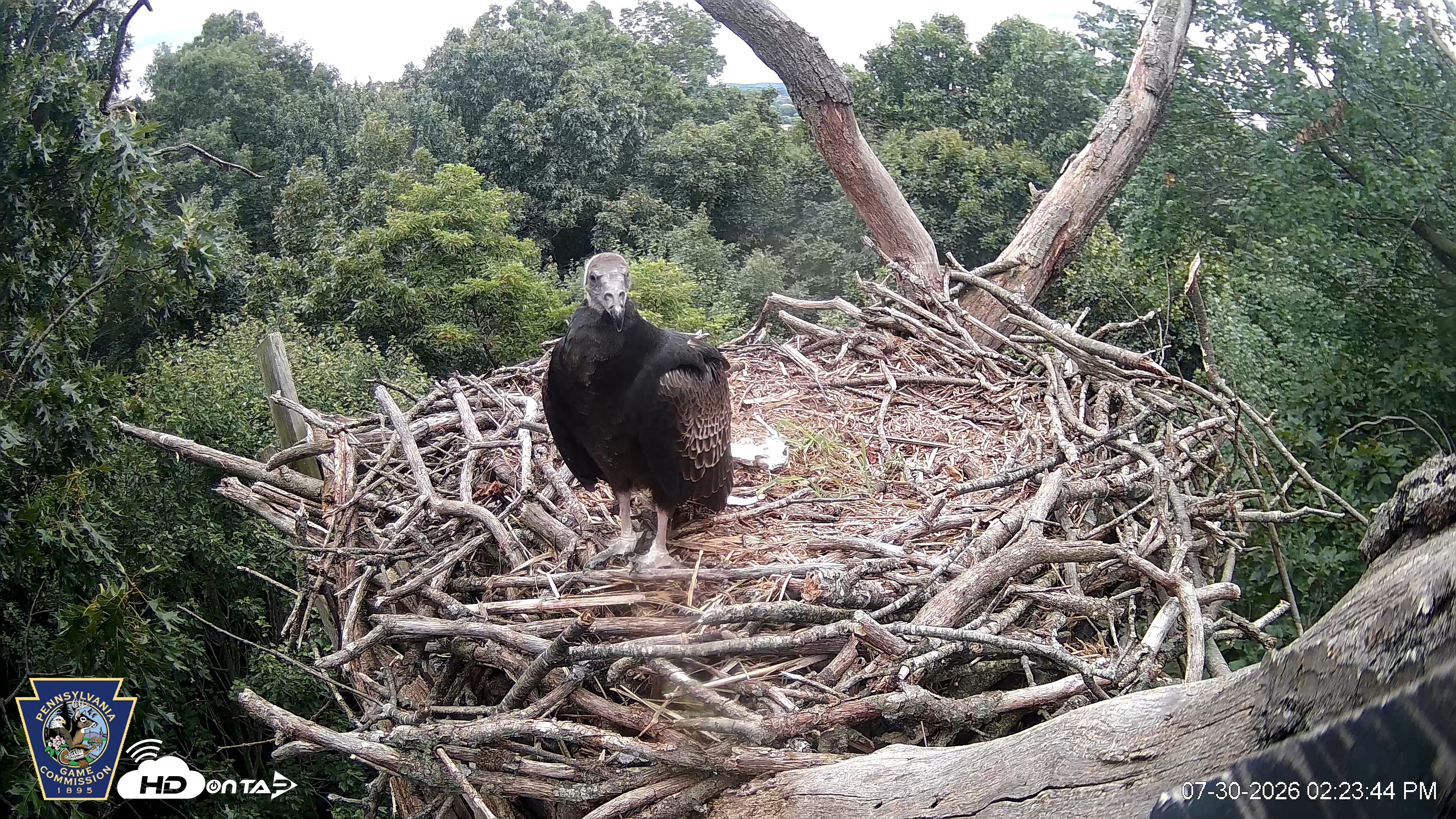 Snapshot of Hanover Eagles Live Cam taken Jul 30, 2026, 2:25pm EDT