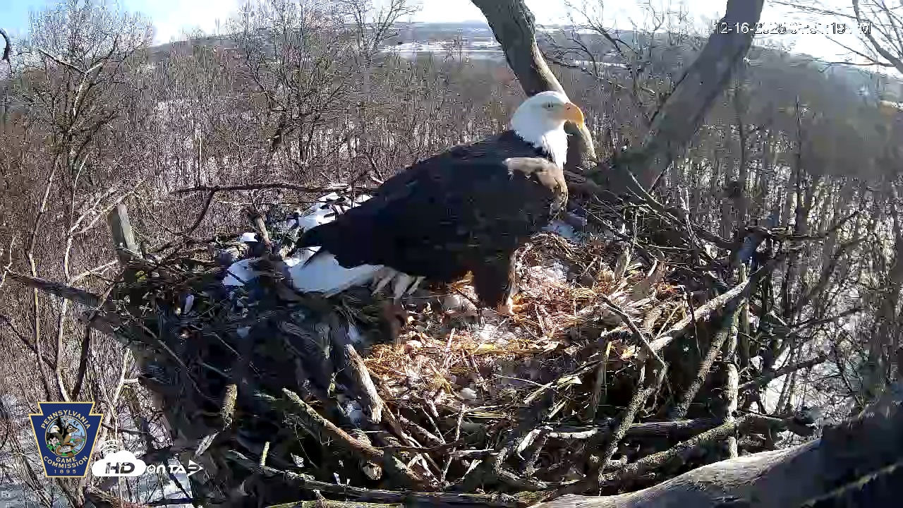 Snapshot of Hanover Eagles Live Cam taken Dec 16, 2025, 1:31pm EST