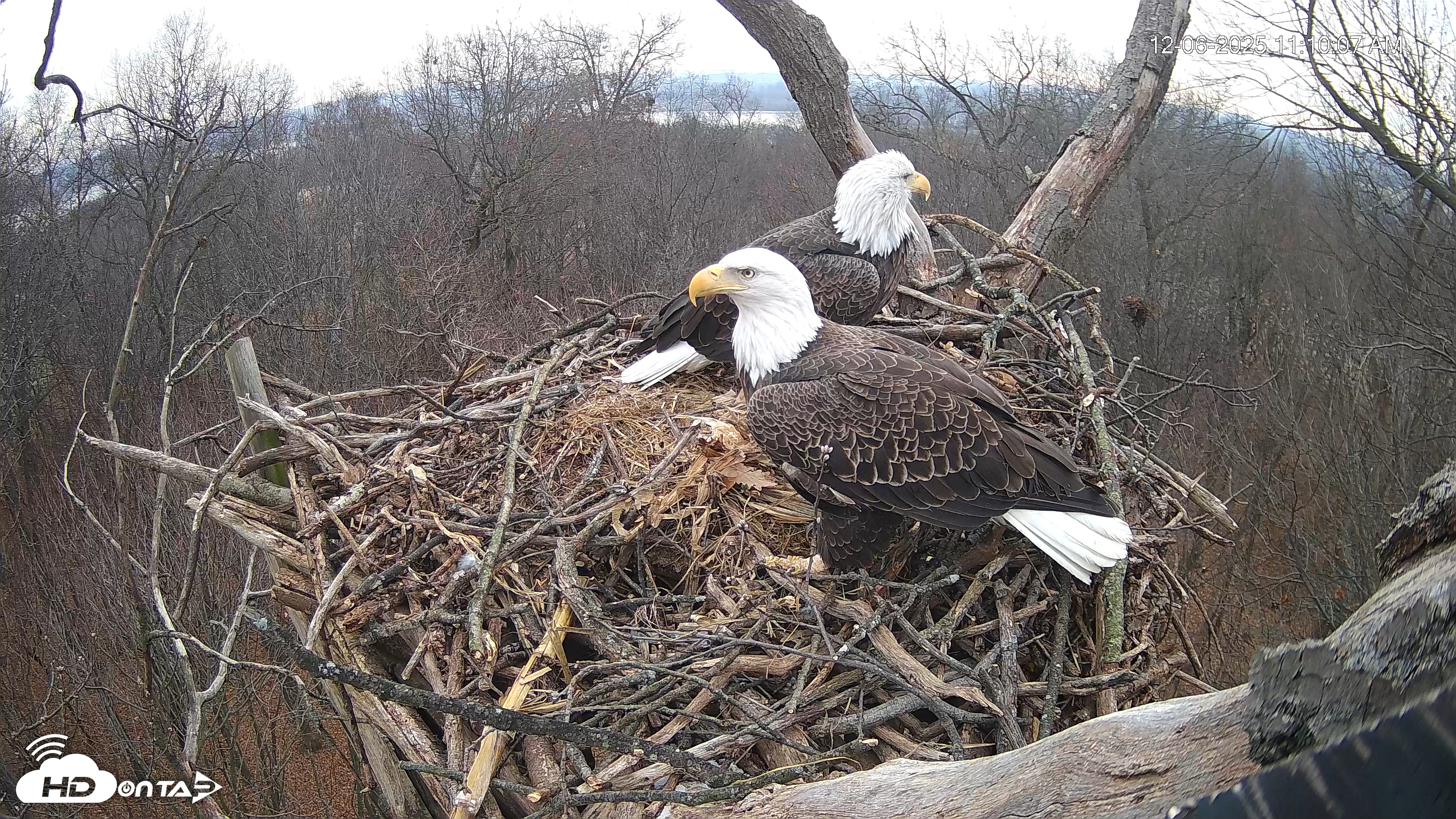 Snapshot of Hanover Eagles Live Cam taken Dec 6, 2025, 11:10am EST