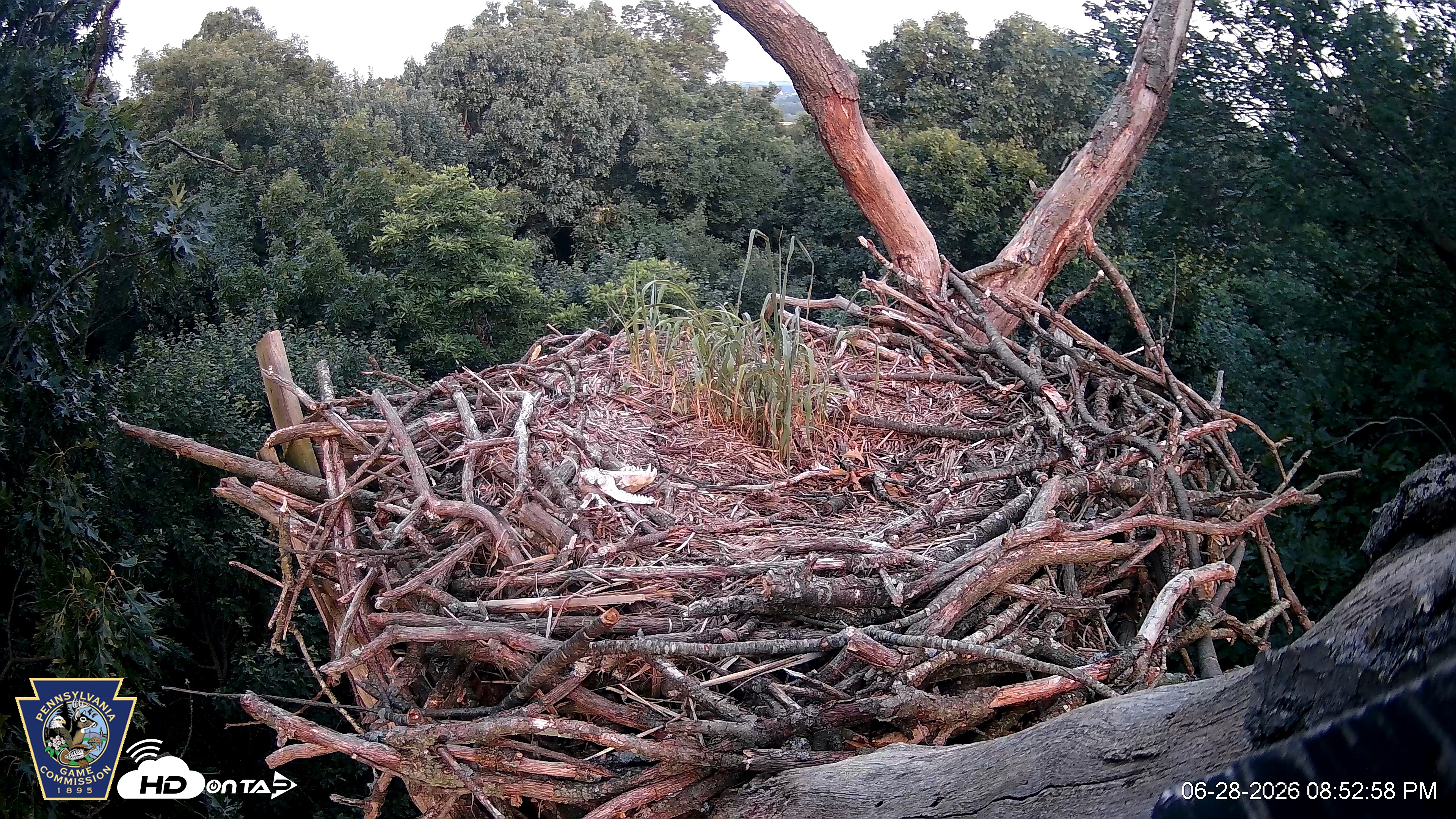 Snapshot of Hanover Eagles Live Cam taken Jun 28, 2026, 8:53pm EDT