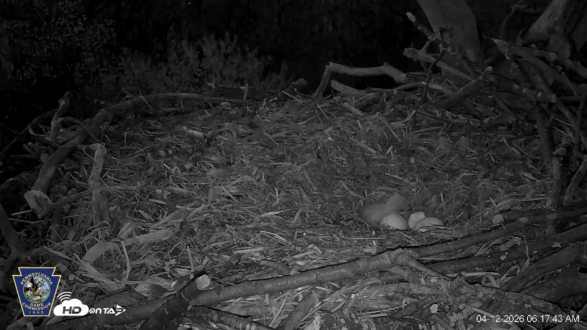 Snapshot of Hanover Eagles Live Cam taken Apr 12, 2026, 6:18am EDT